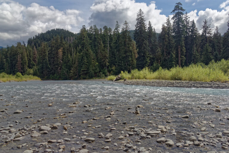Olympic National Park Trees: A Guide to the Giants