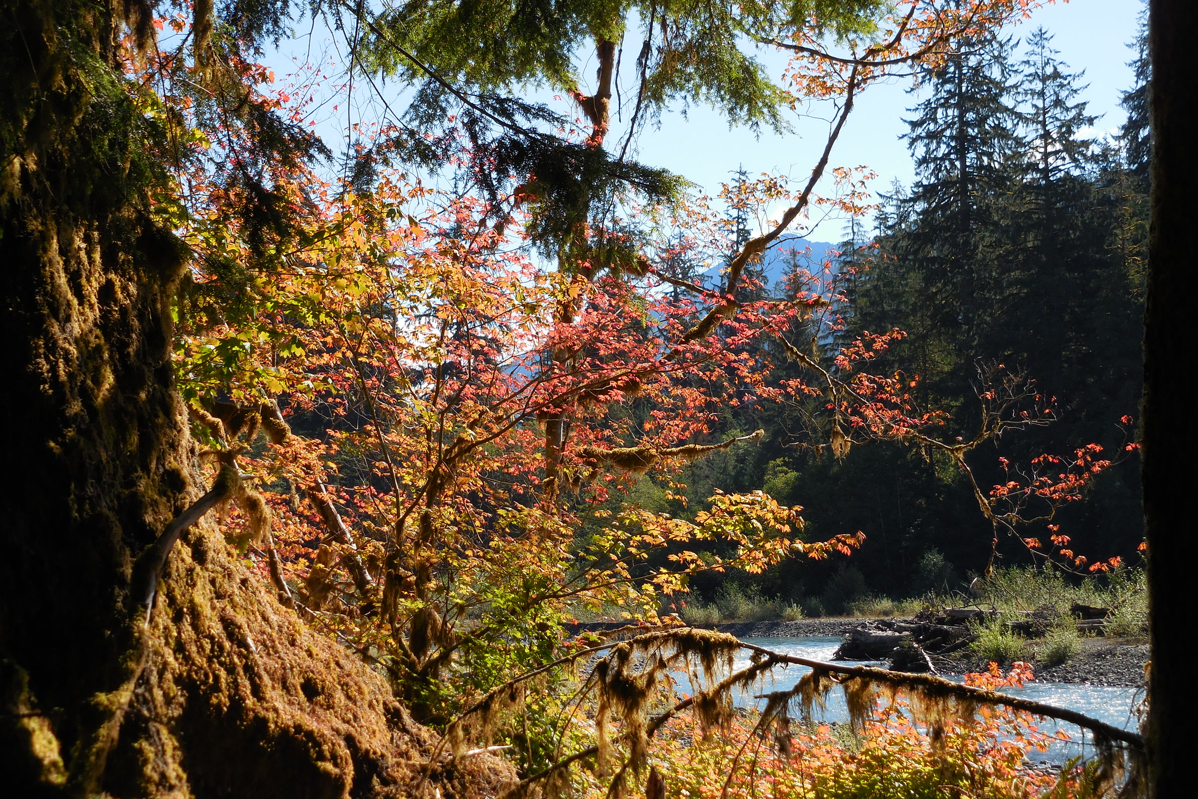 Orange and red autumn leaves framed by a moss covered trunk, with the Hoh River and a gravel bar below