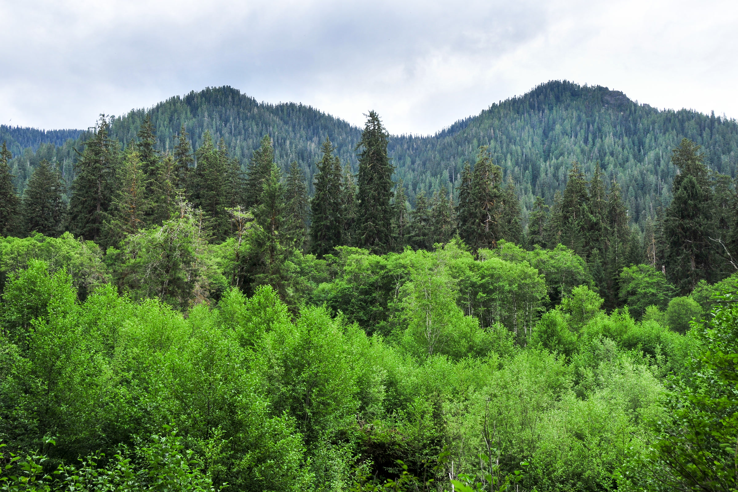 Layers of alder, conifers and forested hillside rising beyond the Hoh River