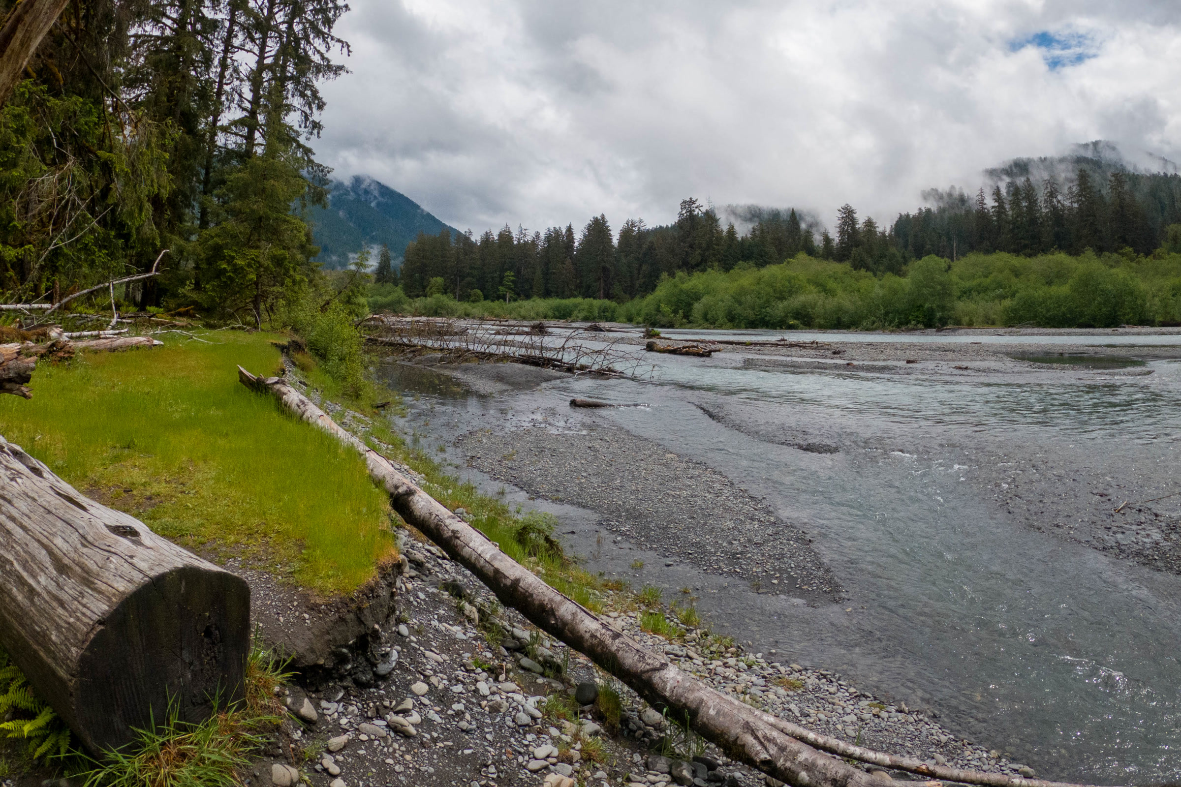 The grey green Hoh River flowing past a gravel bank with driftwood logs, with forest and clouds beyond, inside Olympic National Park