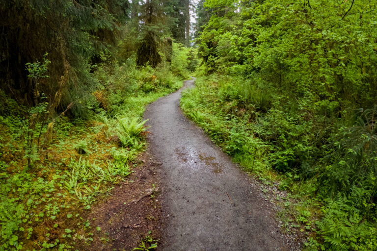 Hoh River Trail: A Hiking Guide to Glacier Meadows