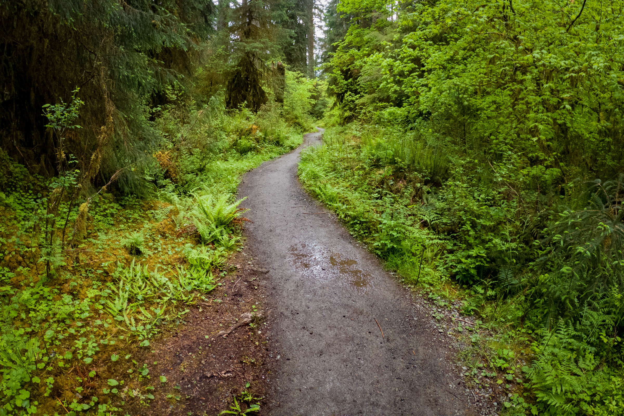 A damp gravel section of the Hoh River Trail curving through bright green ferns, shrubs and tall trees in Olympic National Park