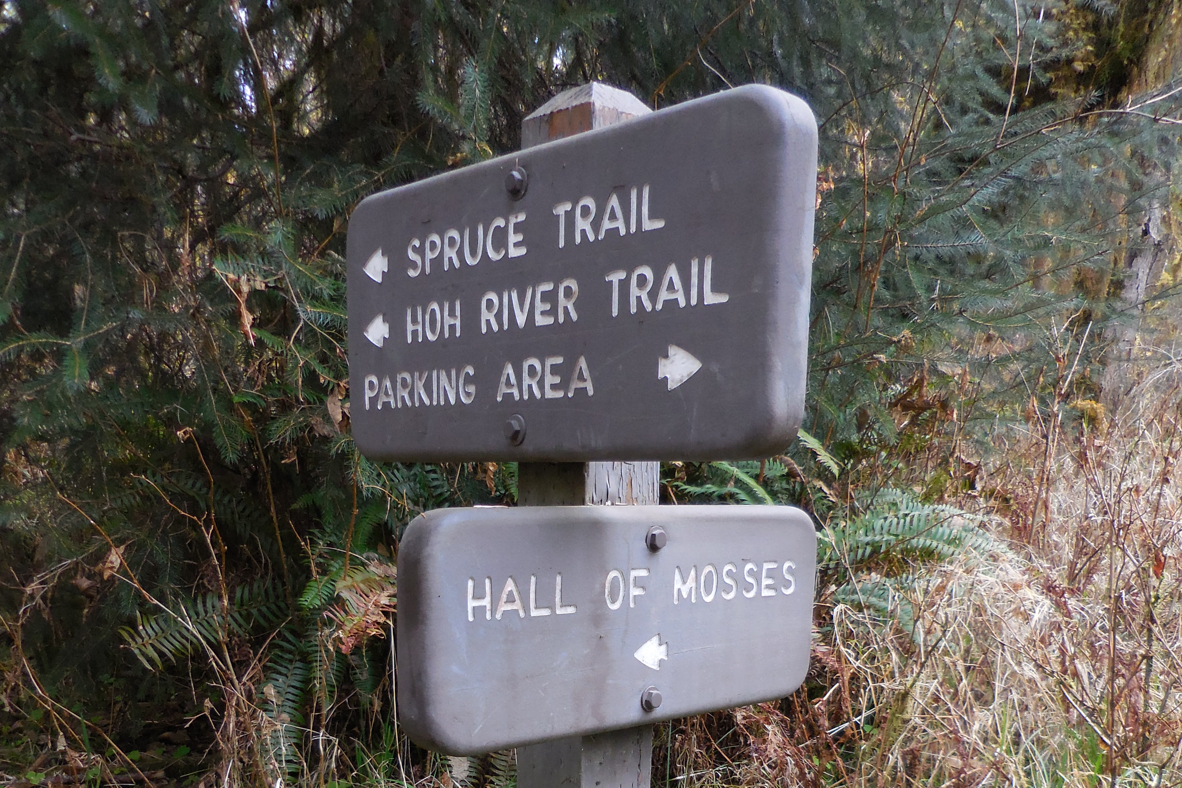 Trail signs near the Hoh Rain Forest Visitor Center pointing to the Spruce Trail, Hoh River Trail, parking area and Hall of Mosses