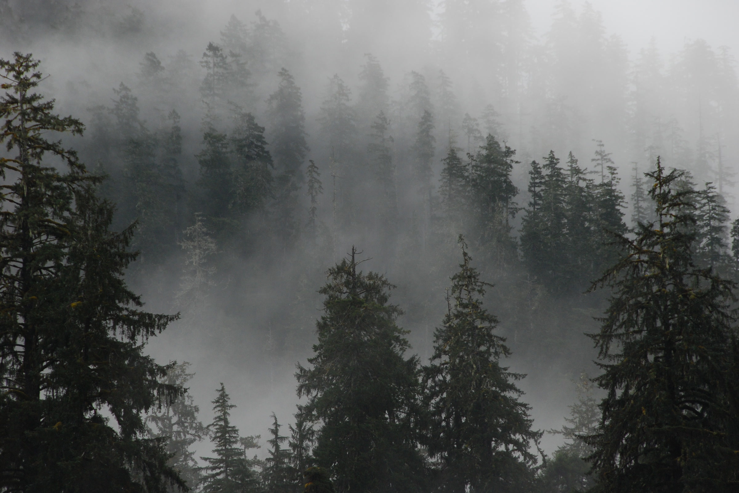 Tall, dark conifers stand in layers of drifting mist in the Hoh valley of Olympic National Park
