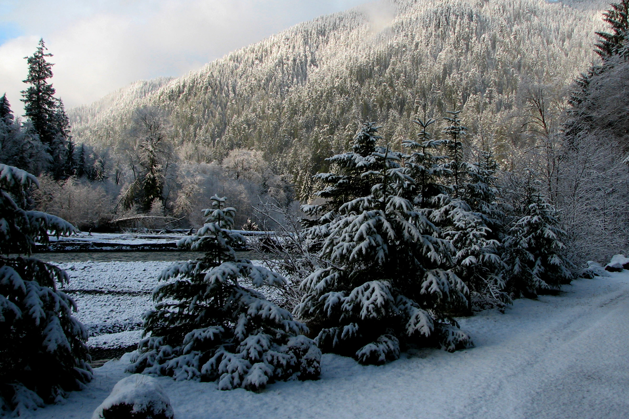 Young conifers heavy with snow beside a snowy road in the Hoh valley, below a snow dusted forested ridge