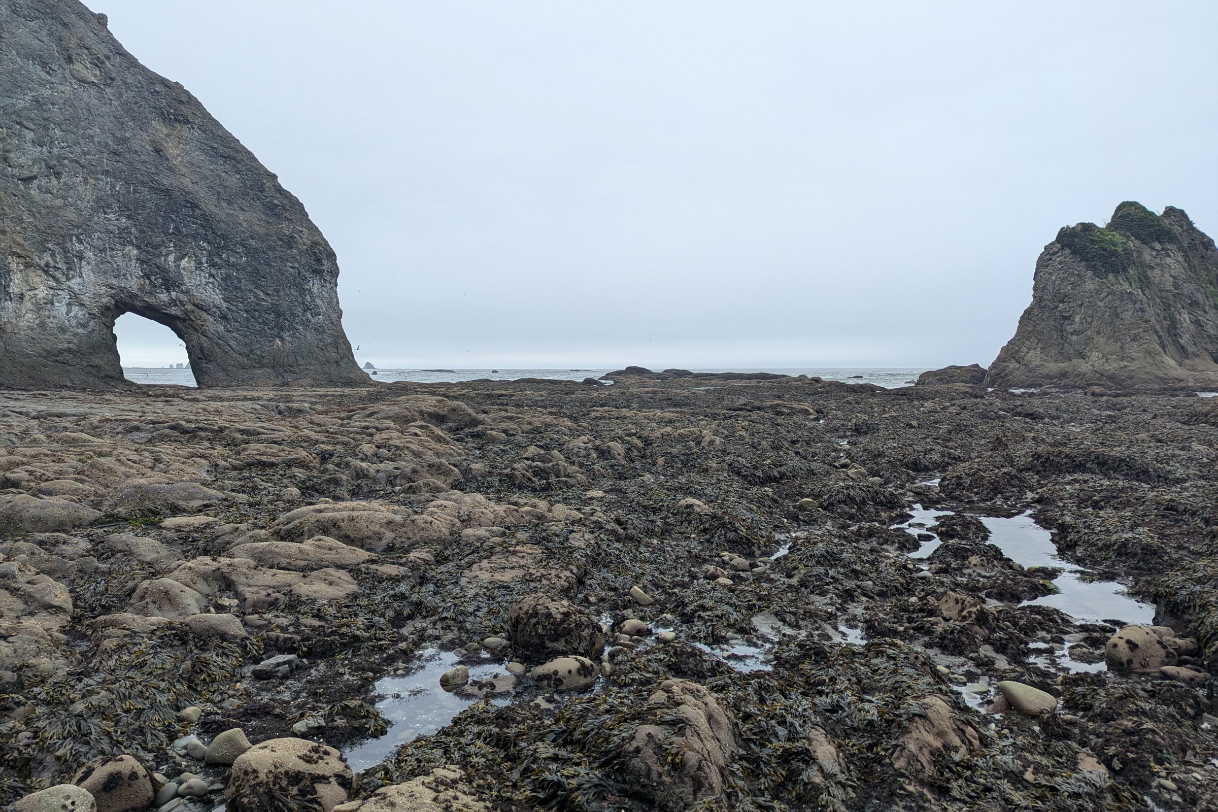 The Hole in the Wall sea arch north of Rialto Beach, with algae-covered rocks and shallow pools exposed at low tide