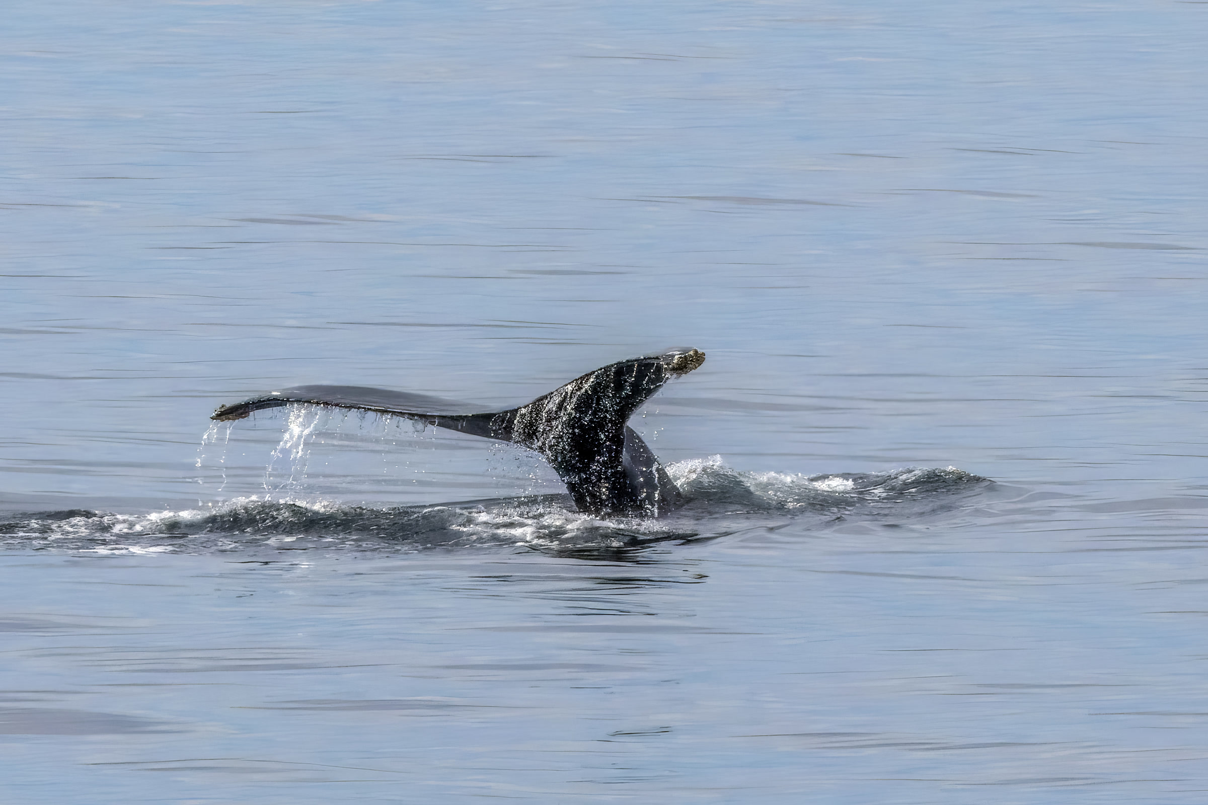 The dark tail flukes of a young humpback whale lifting out of calm grey water as it dives in the Salish Sea, Washington