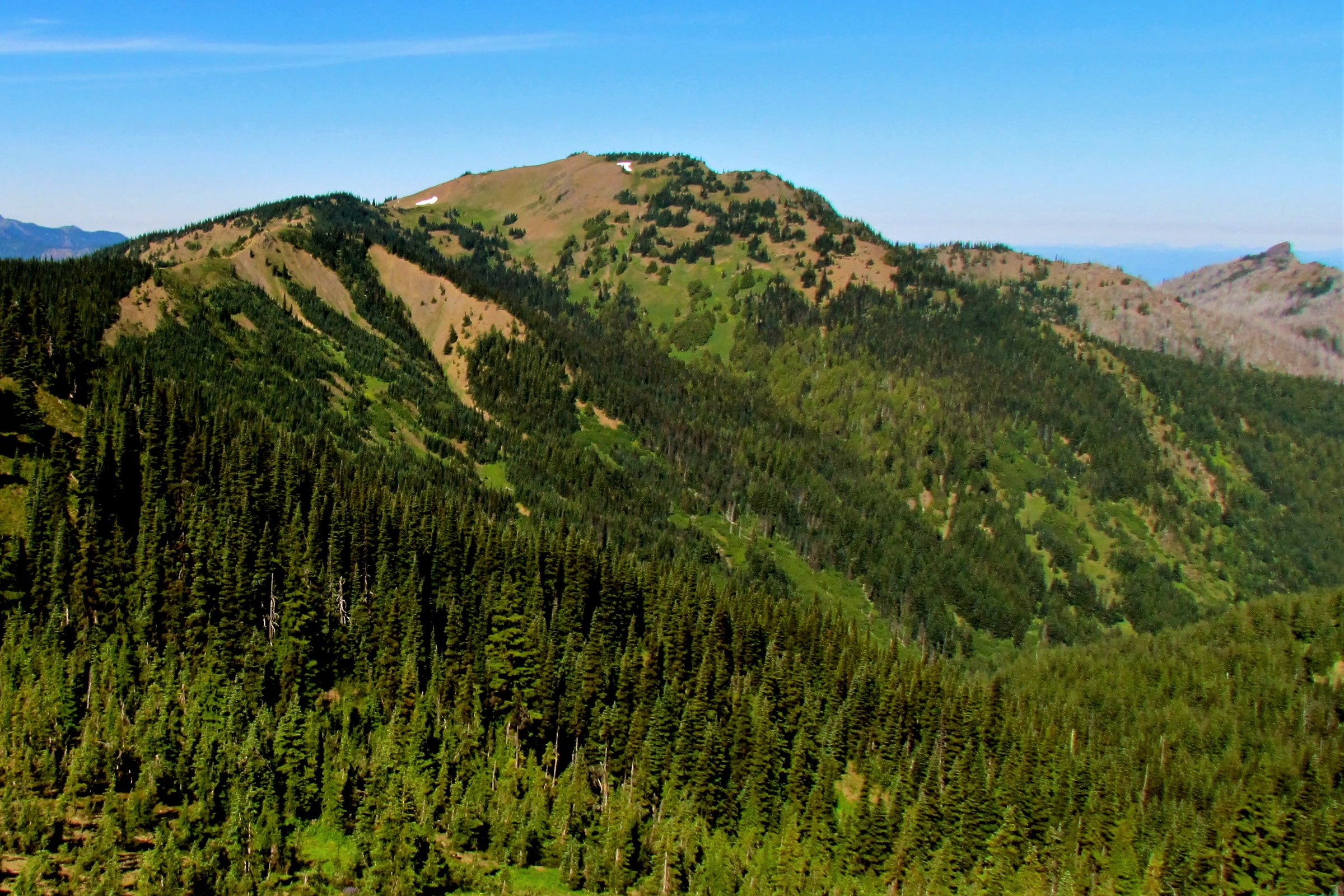 Hurricane Hill, a grassy summit above forested ridges, seen from Hurricane Ridge in Olympic National Park on a clear September day