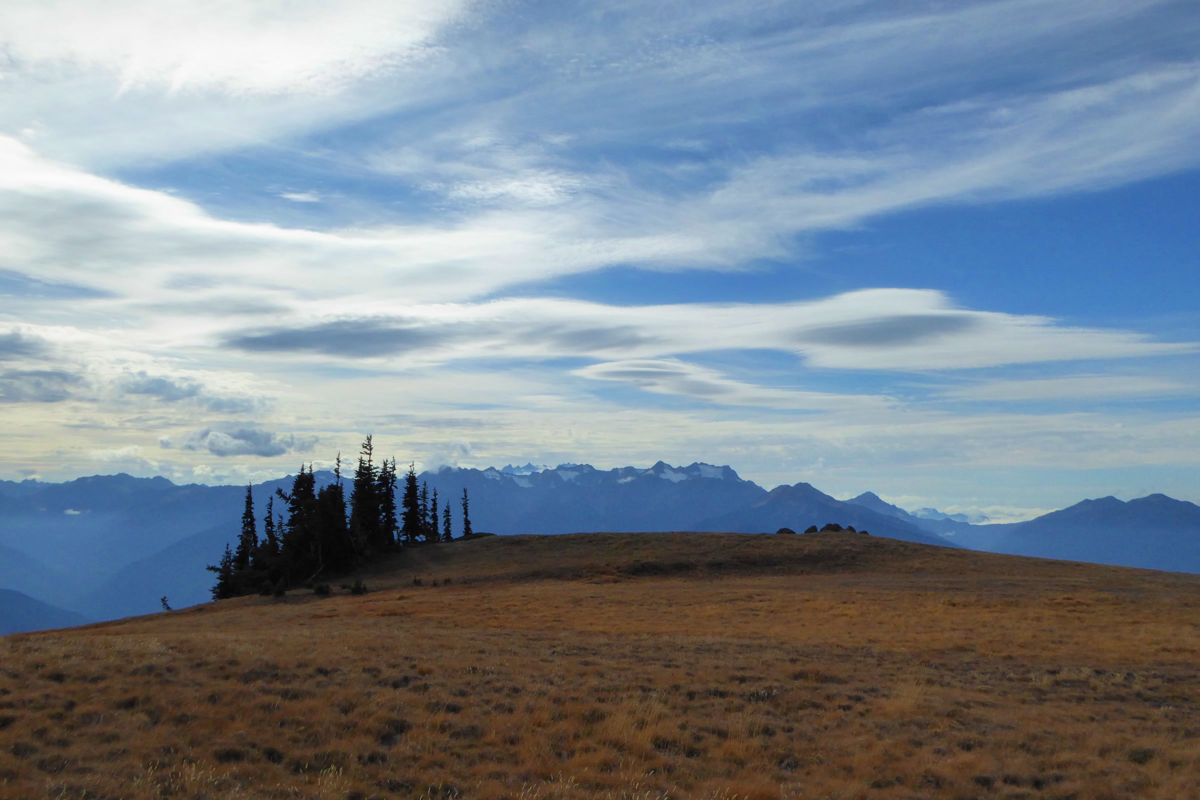 A small island of subalpine firs on the open, golden grass of Hurricane Hill in autumn, with distant mountains under streaky clouds