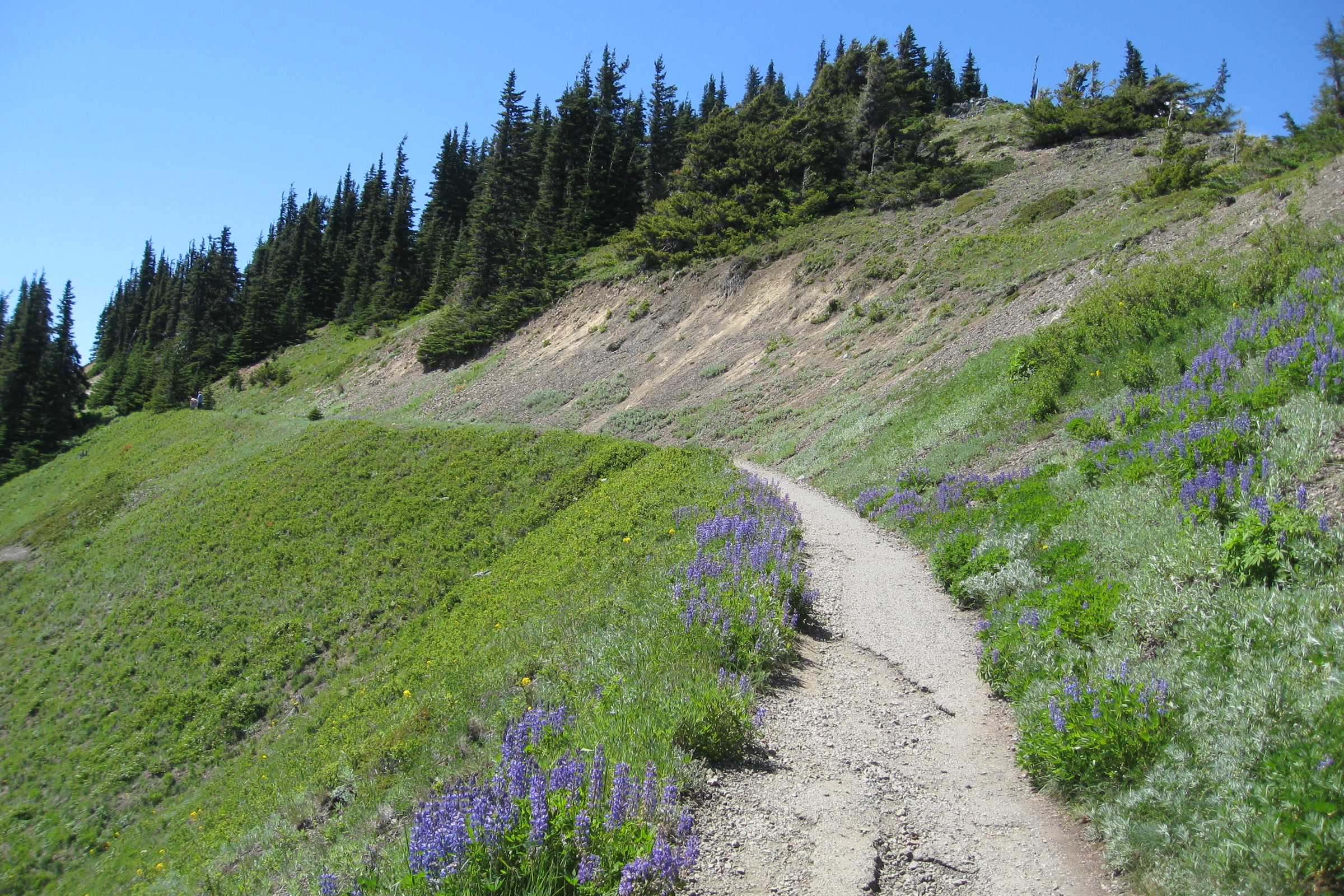 The Hurricane Hill trail curving along a green slope lined with purple lupine and subalpine firs in July 2010