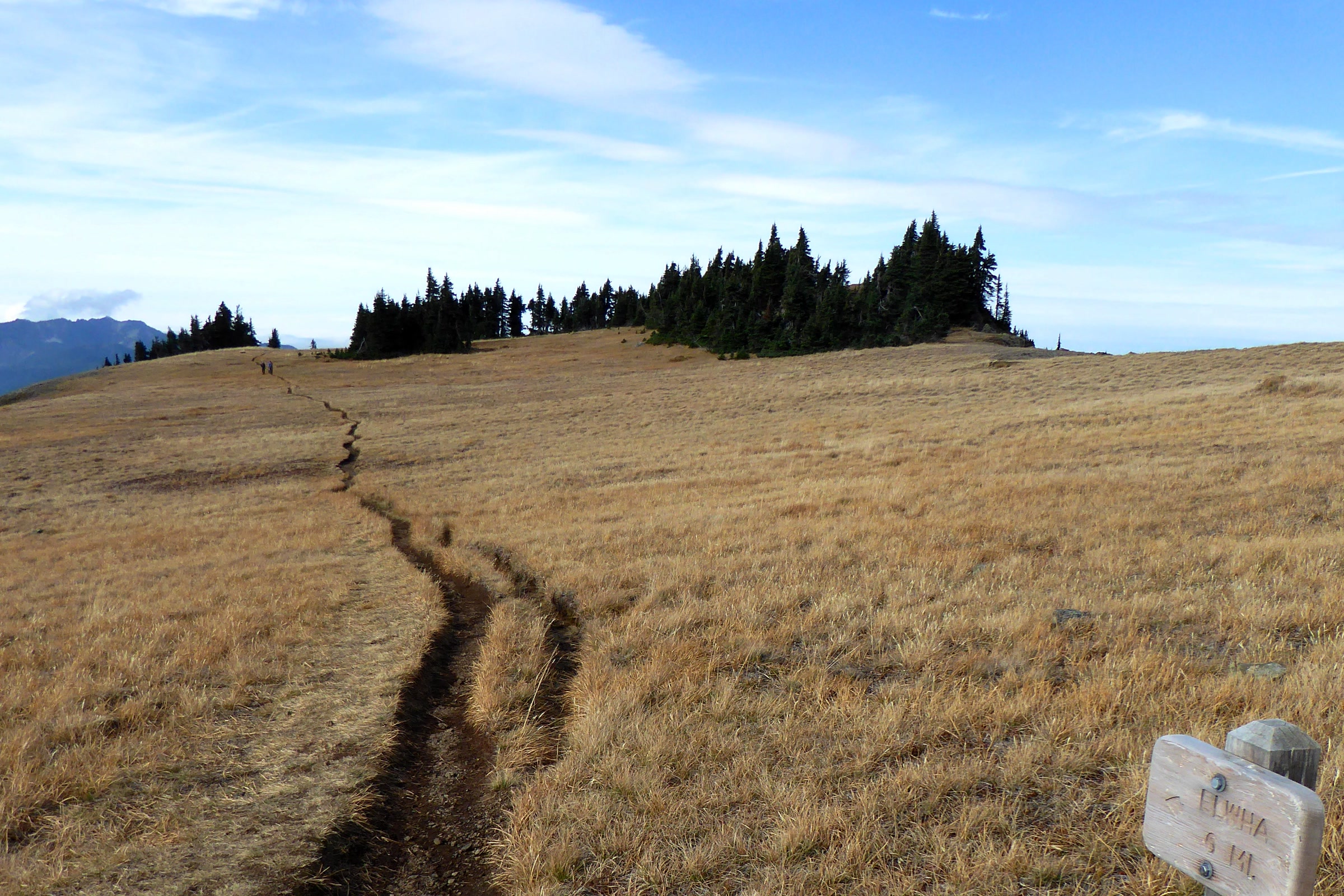 A narrow dirt trail runs through tawny grass on the open ridge of Hurricane Hill toward a stand of subalpine firs