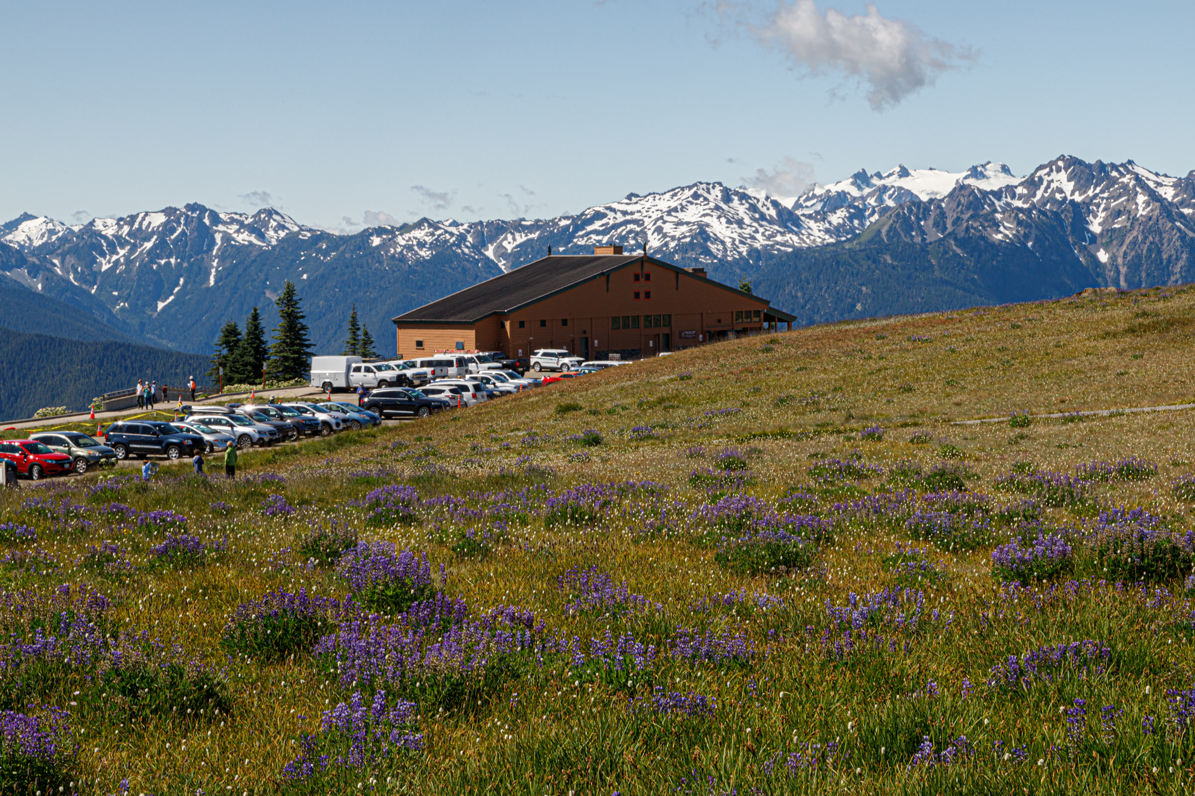 Purple lupine blooming in the Big Meadow at Hurricane Ridge, with the visitor center and snowy peaks beyond