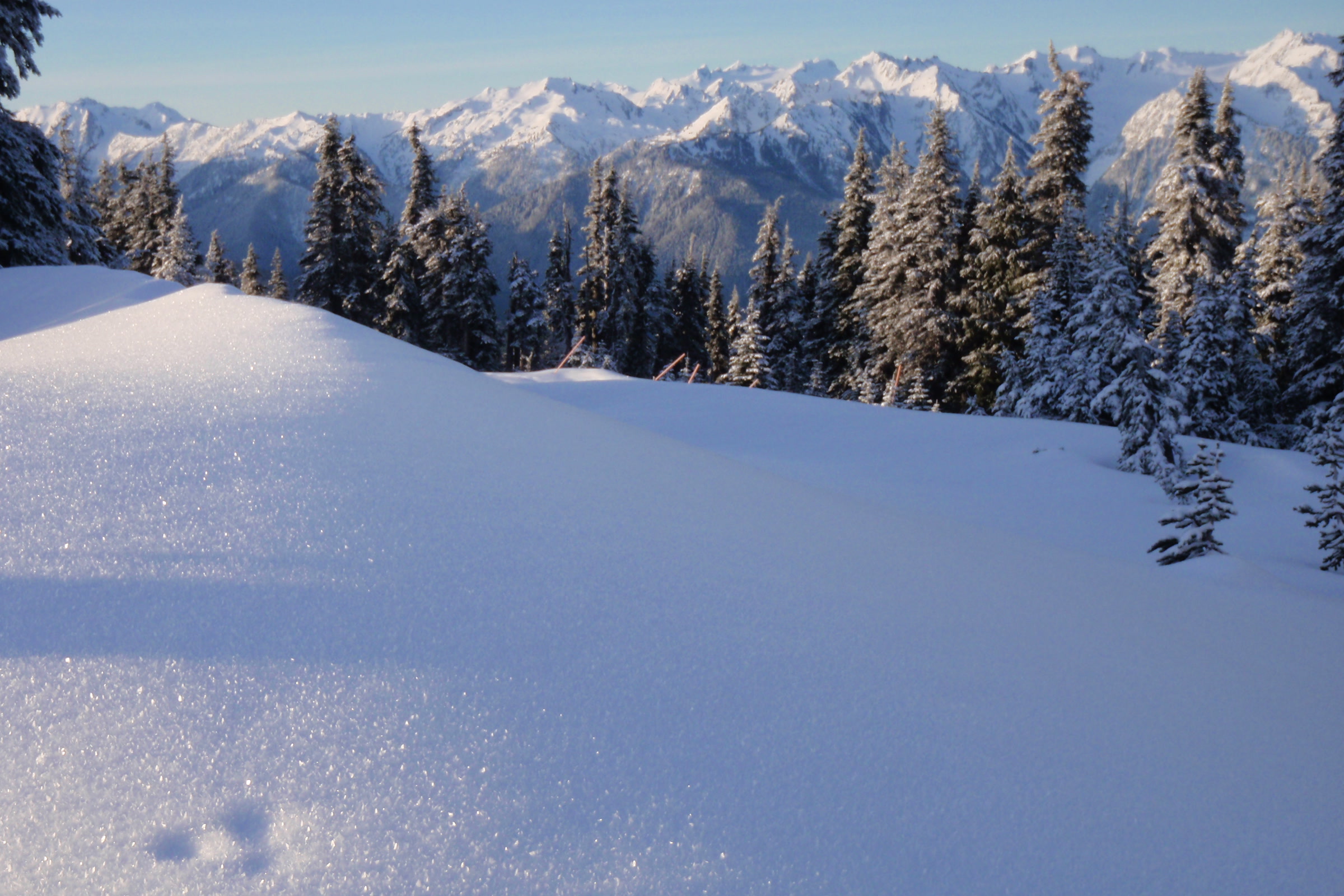 Smooth fresh snow and frosted subalpine firs at Hurricane Ridge in winter, the best time to visit Olympic National Park for snow play