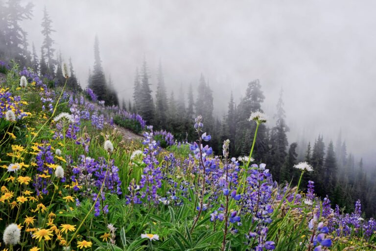 Olympic National Park Guided Walks: Insects, Fungi and Flowers