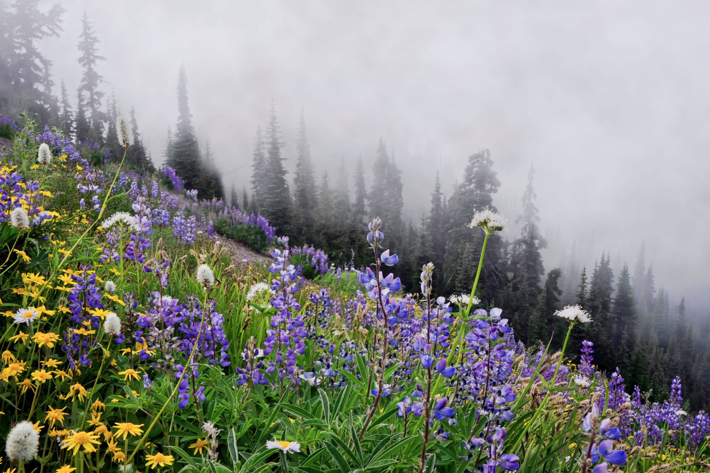 Purple lupine, yellow arnica and white bistort blooming on a subalpine slope near Port Angeles as fog drifts through the firs
