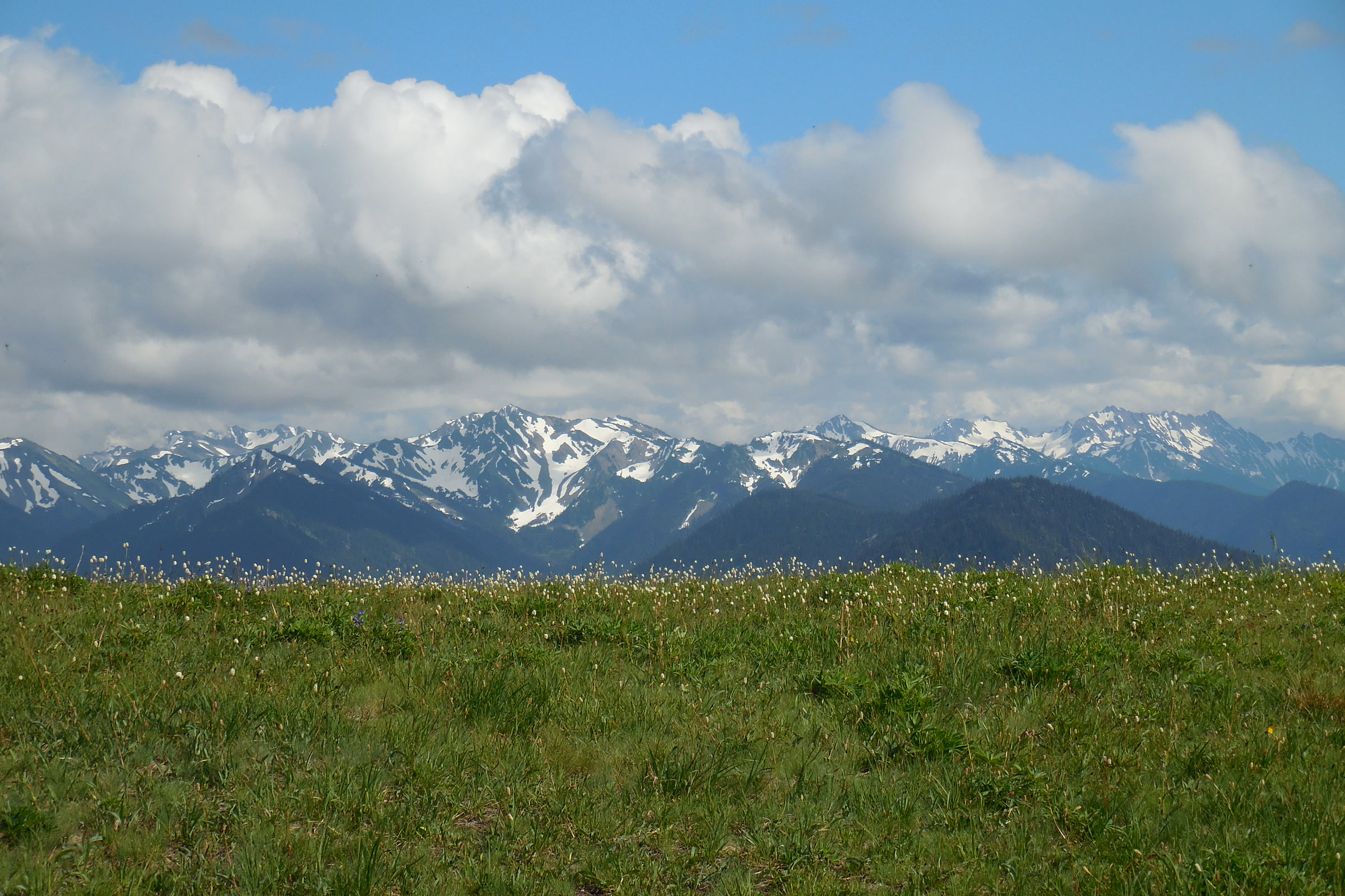 A green subalpine meadow at Hurricane Ridge in front of a line of snowy Olympic peaks under big white clouds