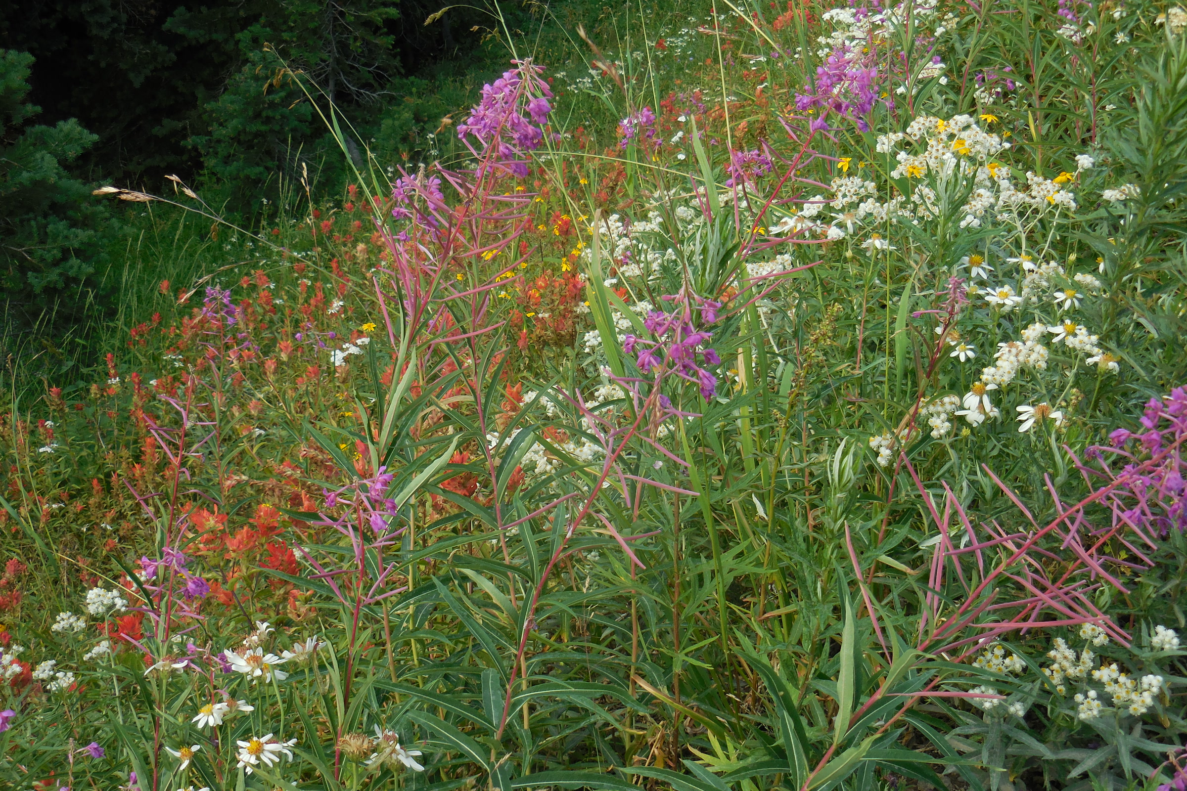 A Hurricane Ridge slope crowded with red paintbrush, pink fireweed and white daisies in July
