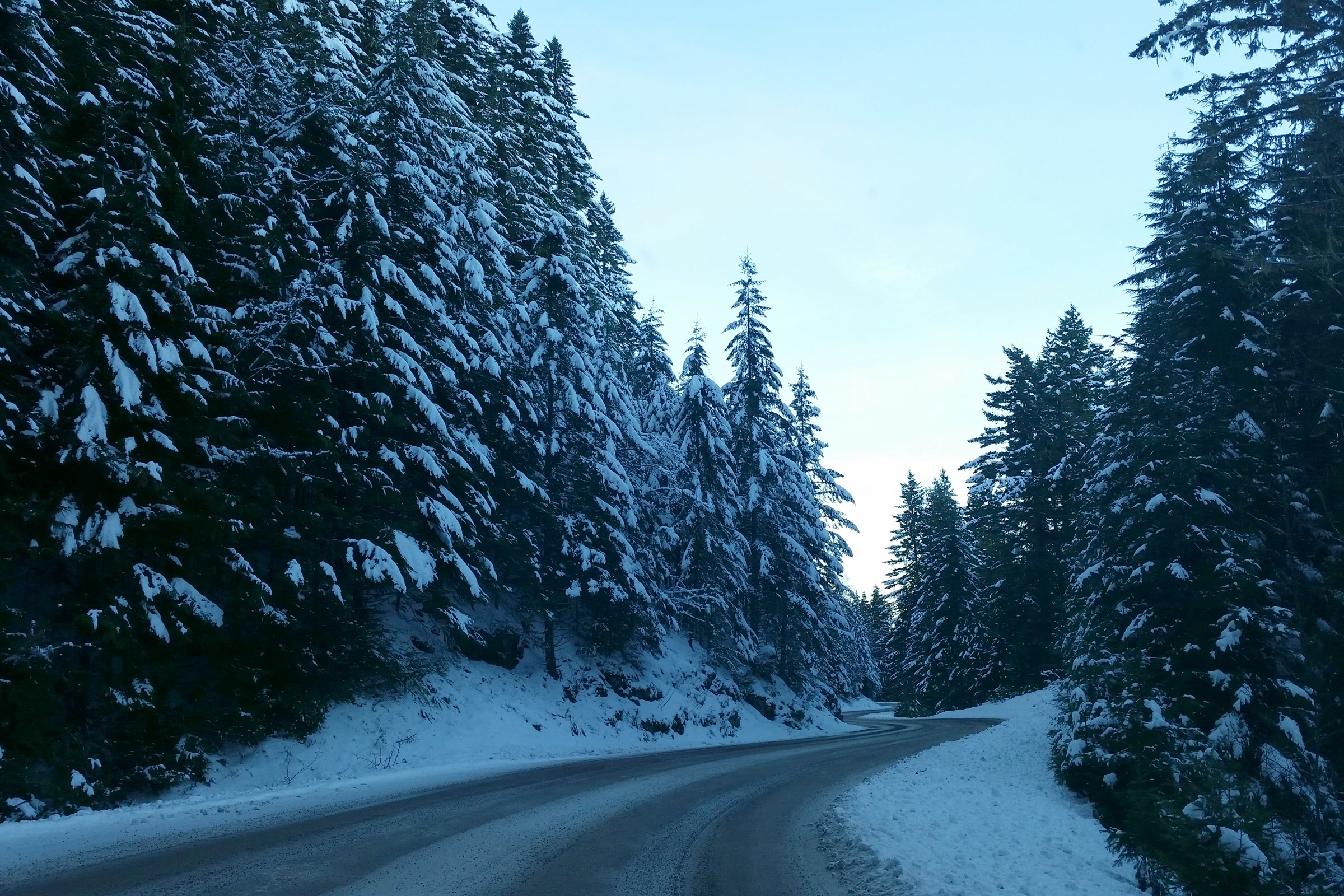 The paved road to Hurricane Ridge curving through snow covered conifers under a clear blue sky