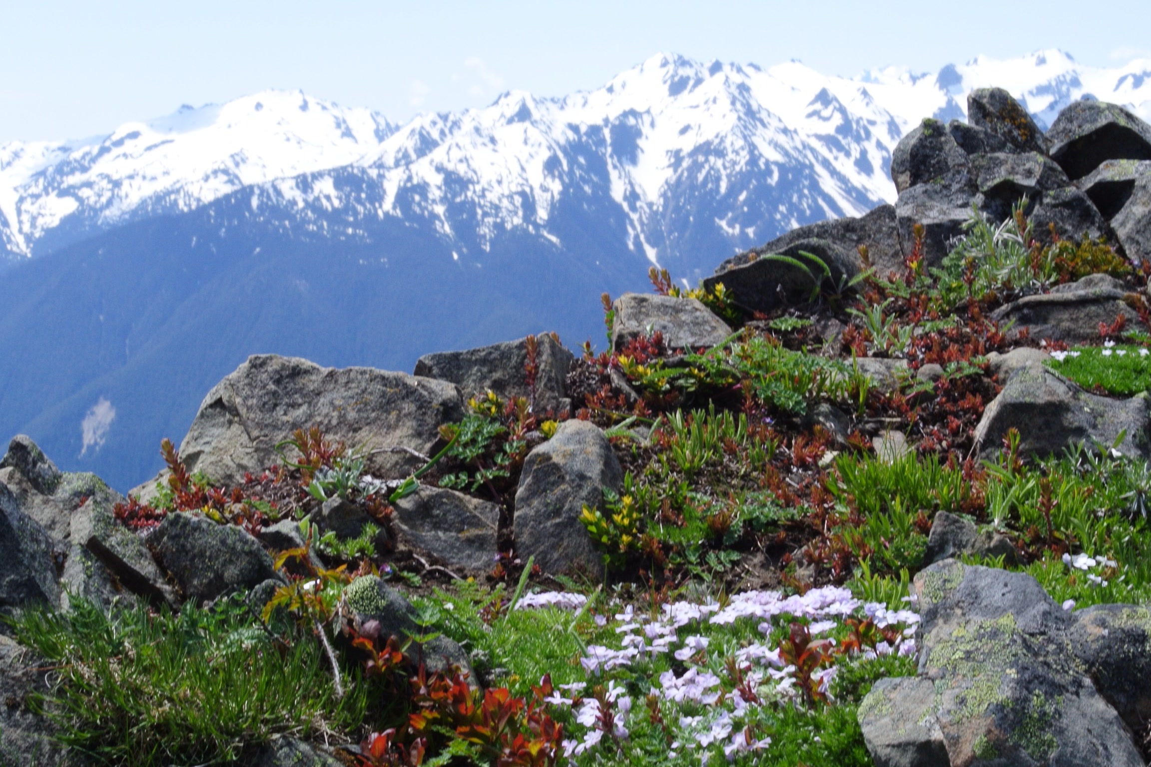 Low mats of pale pink and white wildflowers among dark rocks at Hurricane Ridge, with snowy Olympic peaks behind