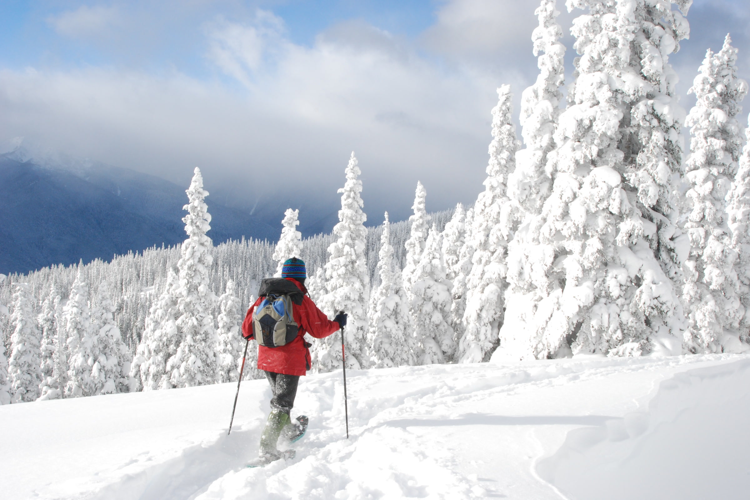 A snowshoer in a red jacket climbs a snowy slope on Hurricane Ridge between snow-laden subalpine firs