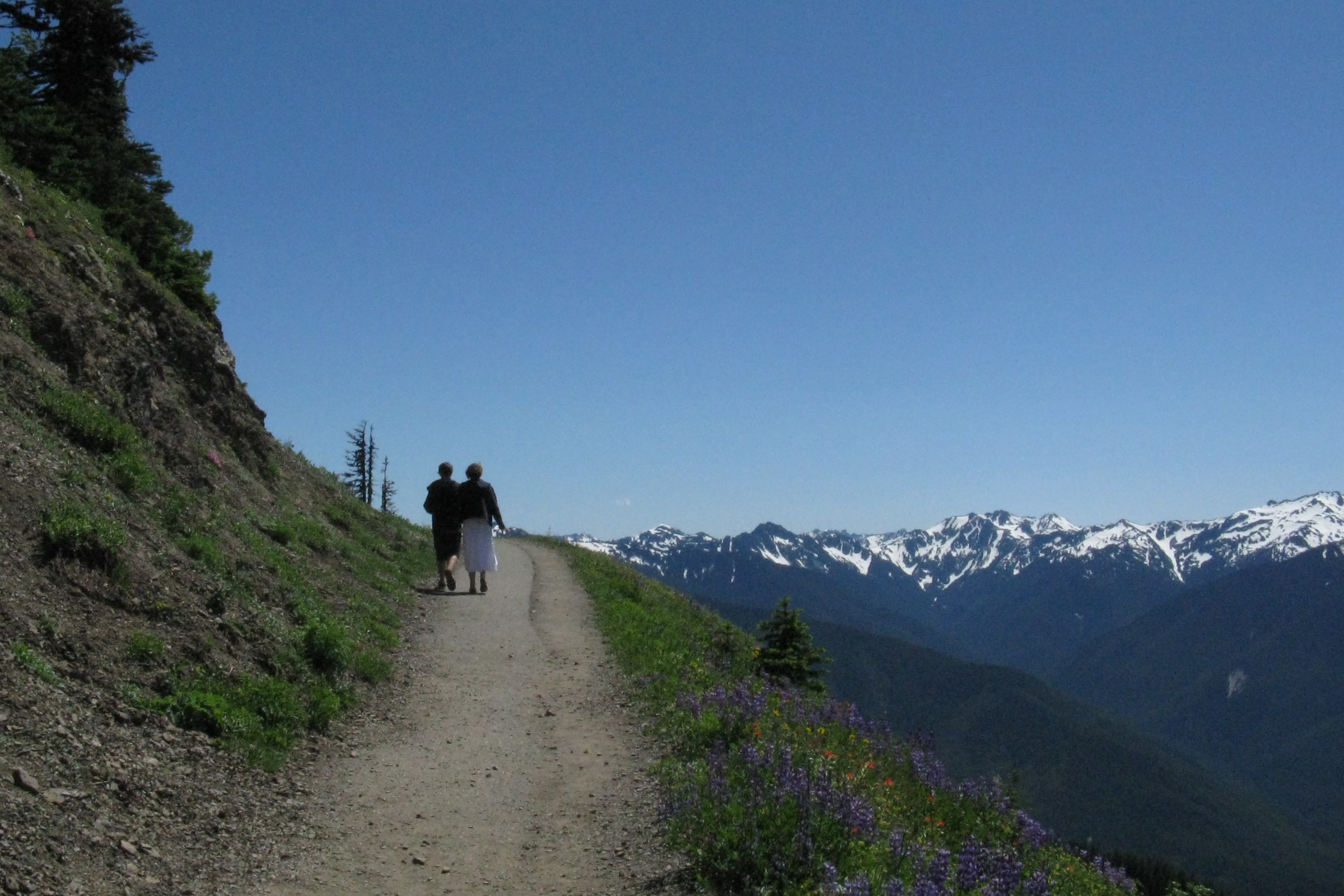 Two walkers seen from behind on a wide trail at Hurricane Ridge, with lupine on the slope and snowy mountains ahead