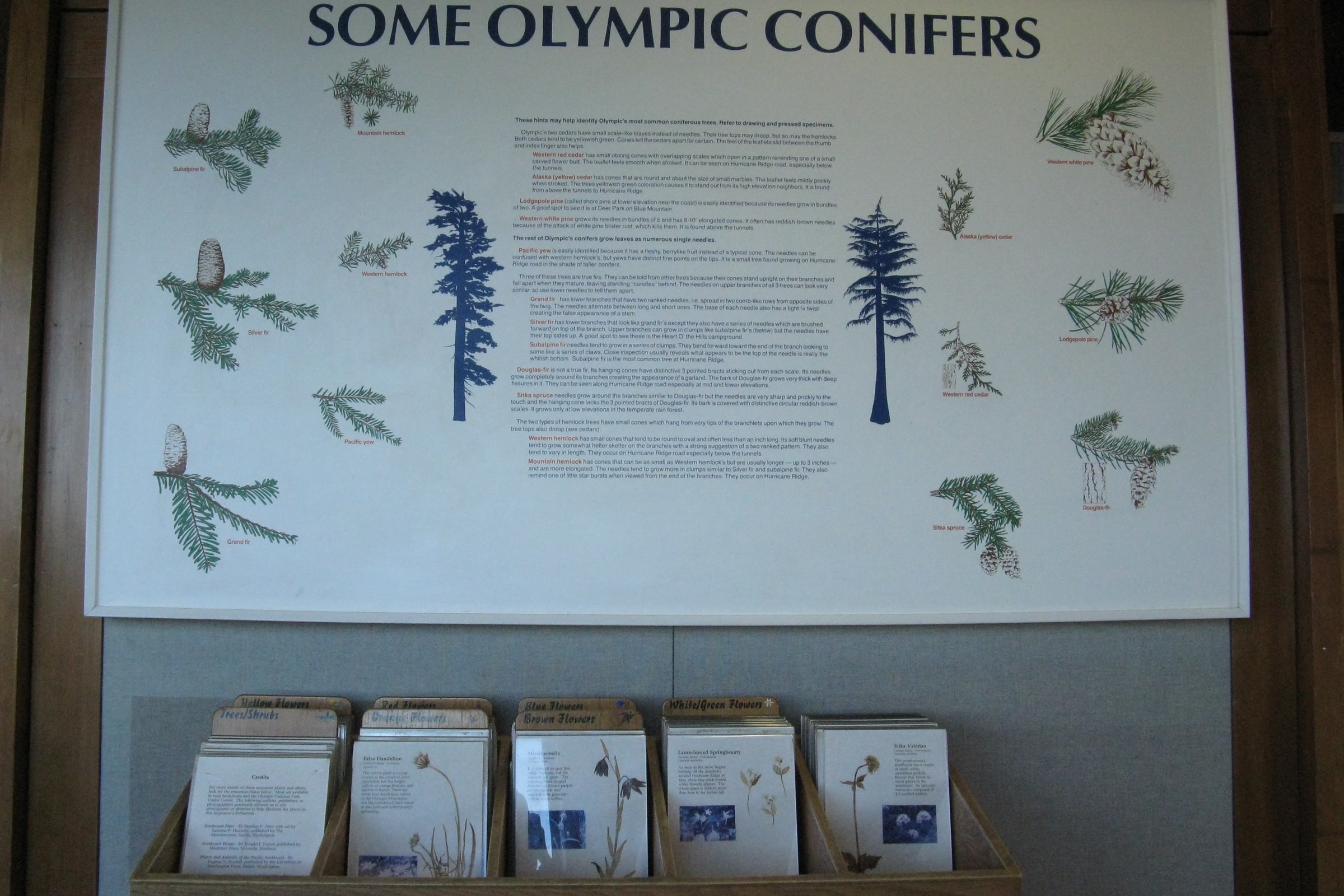 Interpretive panel titled Some Olympic Conifers with drawings of cones and branches, above a rack of plant guides
