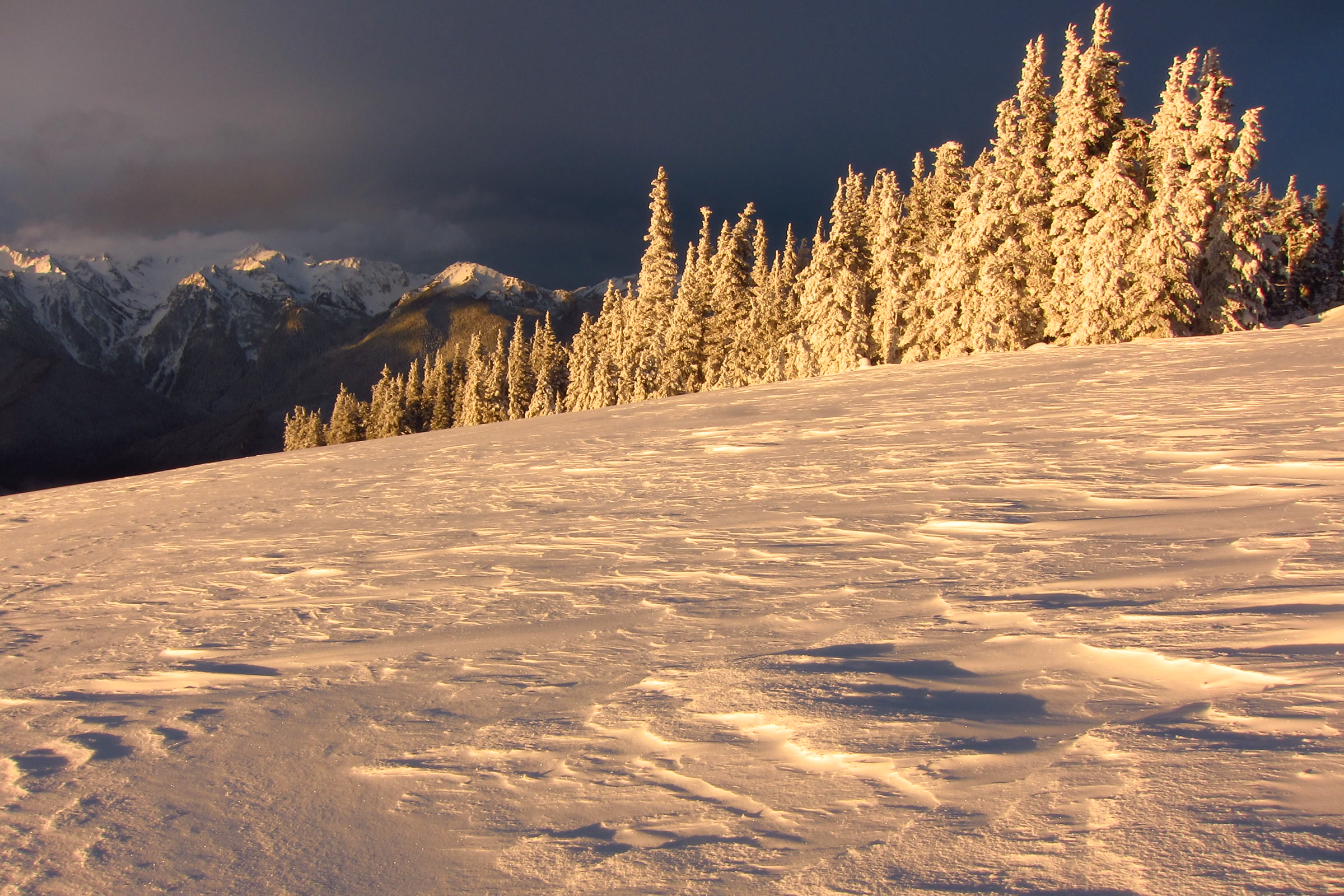 Golden sunrise light on frosted subalpine firs and wind-carved snow at Hurricane Ridge, with snowy Olympic peaks under dark clouds