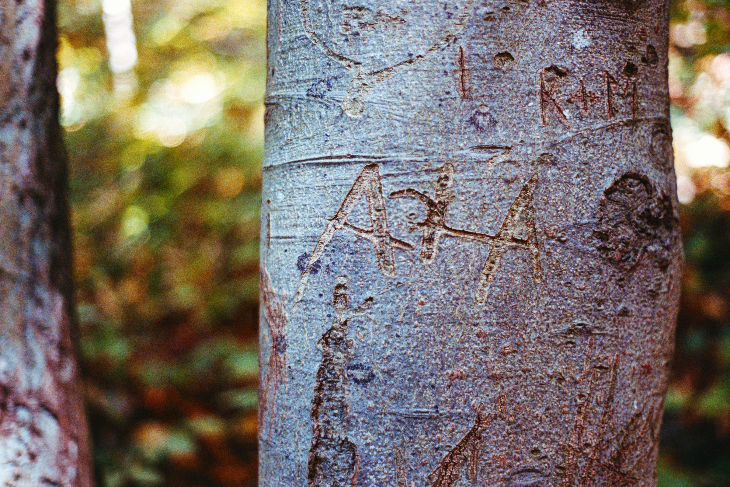 Initials and hearts carved deep into the smooth grey bark of a tree trunk