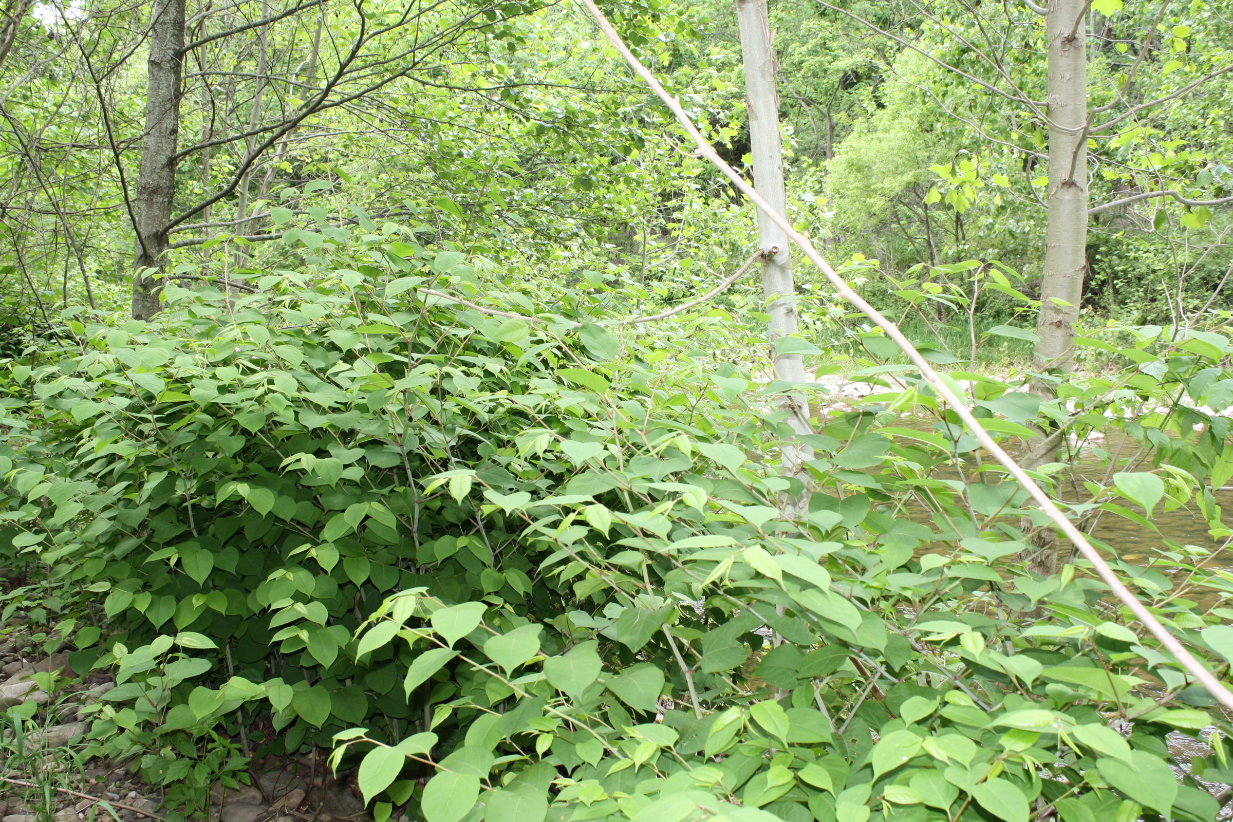 A dense stand of Japanese knotweed with broad green leaves filling the ground layer of an open woodland