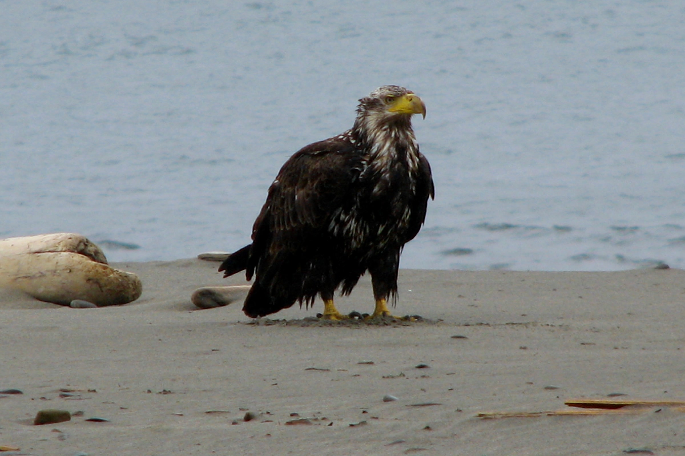 A young bald eagle with dark brown feathers and a yellow beak standing on wet sand at the edge of the surf