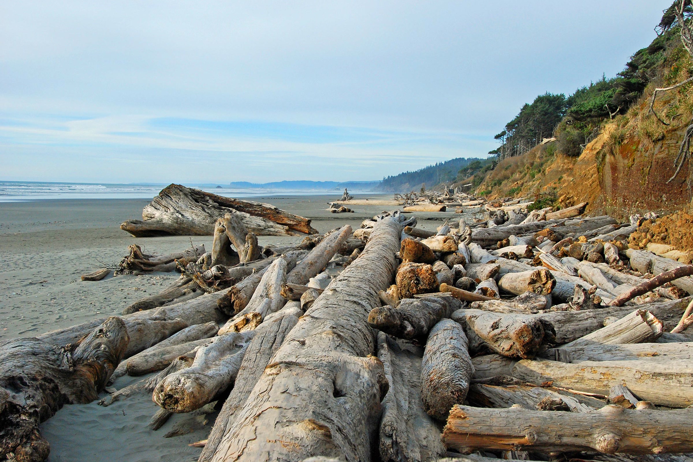 Bleached drift logs piled below an eroding bluff on Kalaloch Beach in Olympic National Park