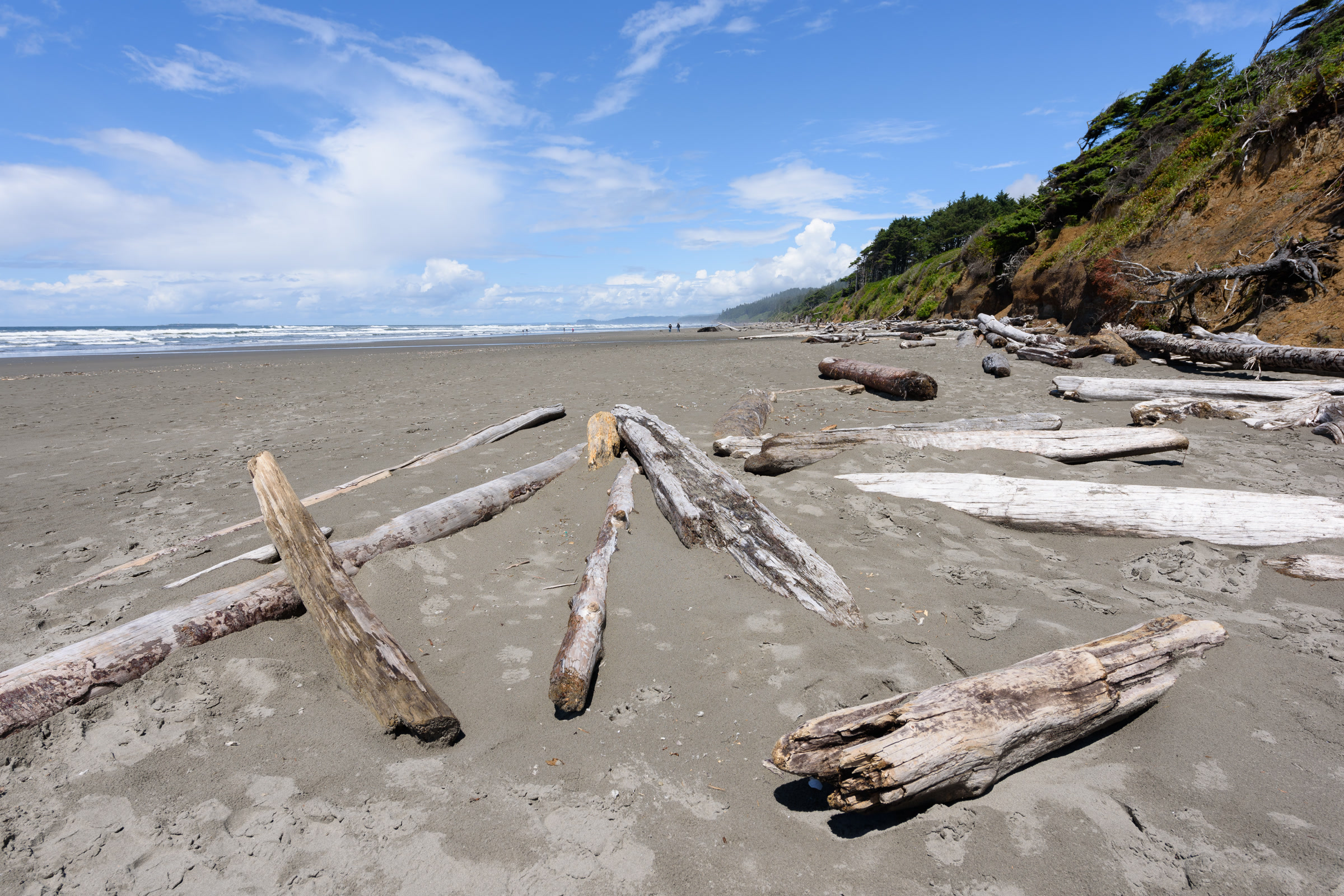 Bleached driftwood logs lying on wide grey sand at Kalaloch Beach below an eroding, tree topped bluff