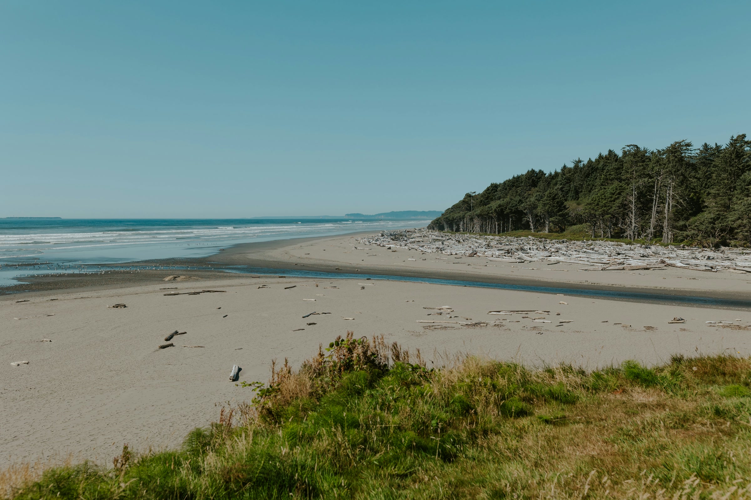Wide sandy Kalaloch Beach with a creek channel, drift logs and a line of coastal spruce under a clear sky