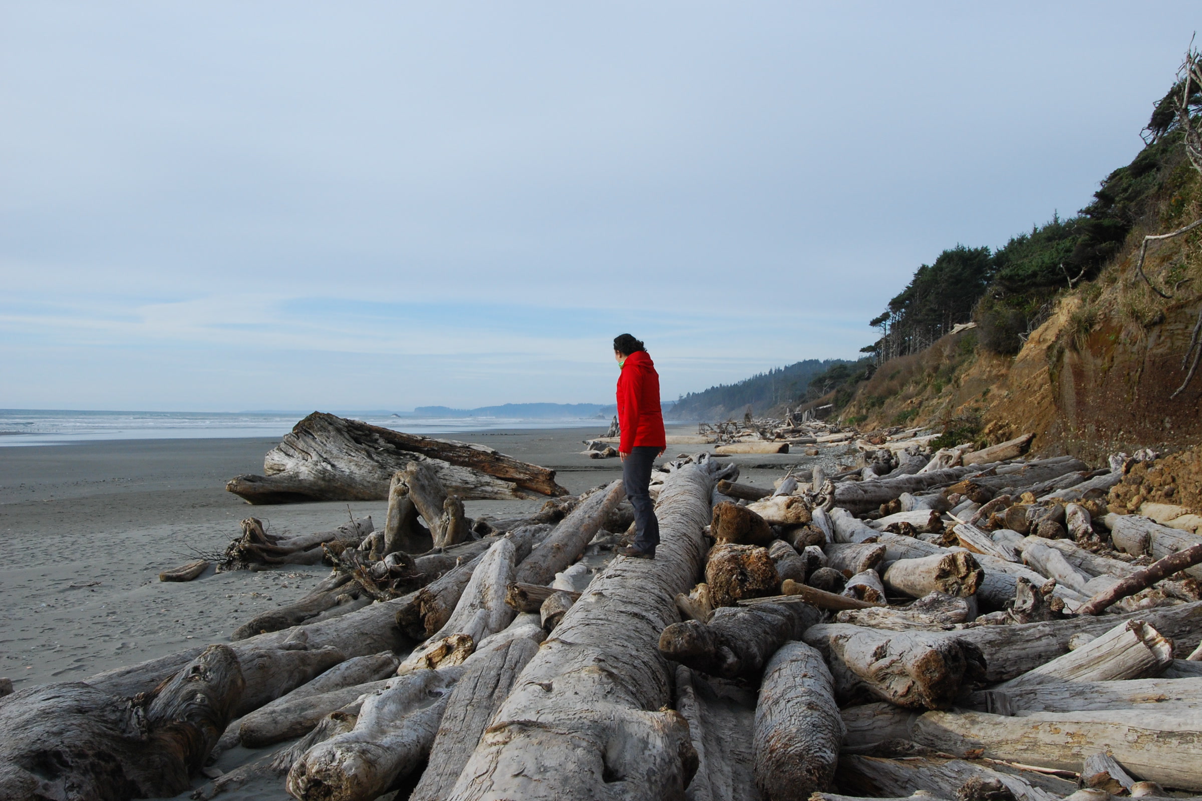 A visitor in a red jacket standing on a jumble of large drift logs piled at the top of Kalaloch Beach below the bluff