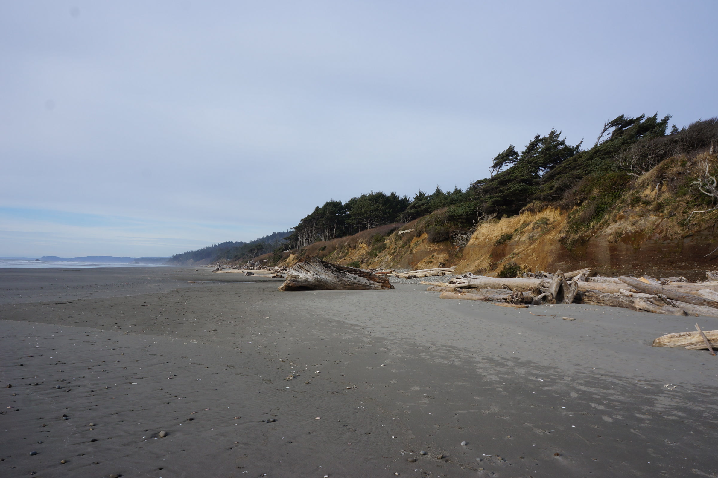 A wide grey sand beach at Kalaloch with drift logs at the foot of a low forested bluff under an overcast sky