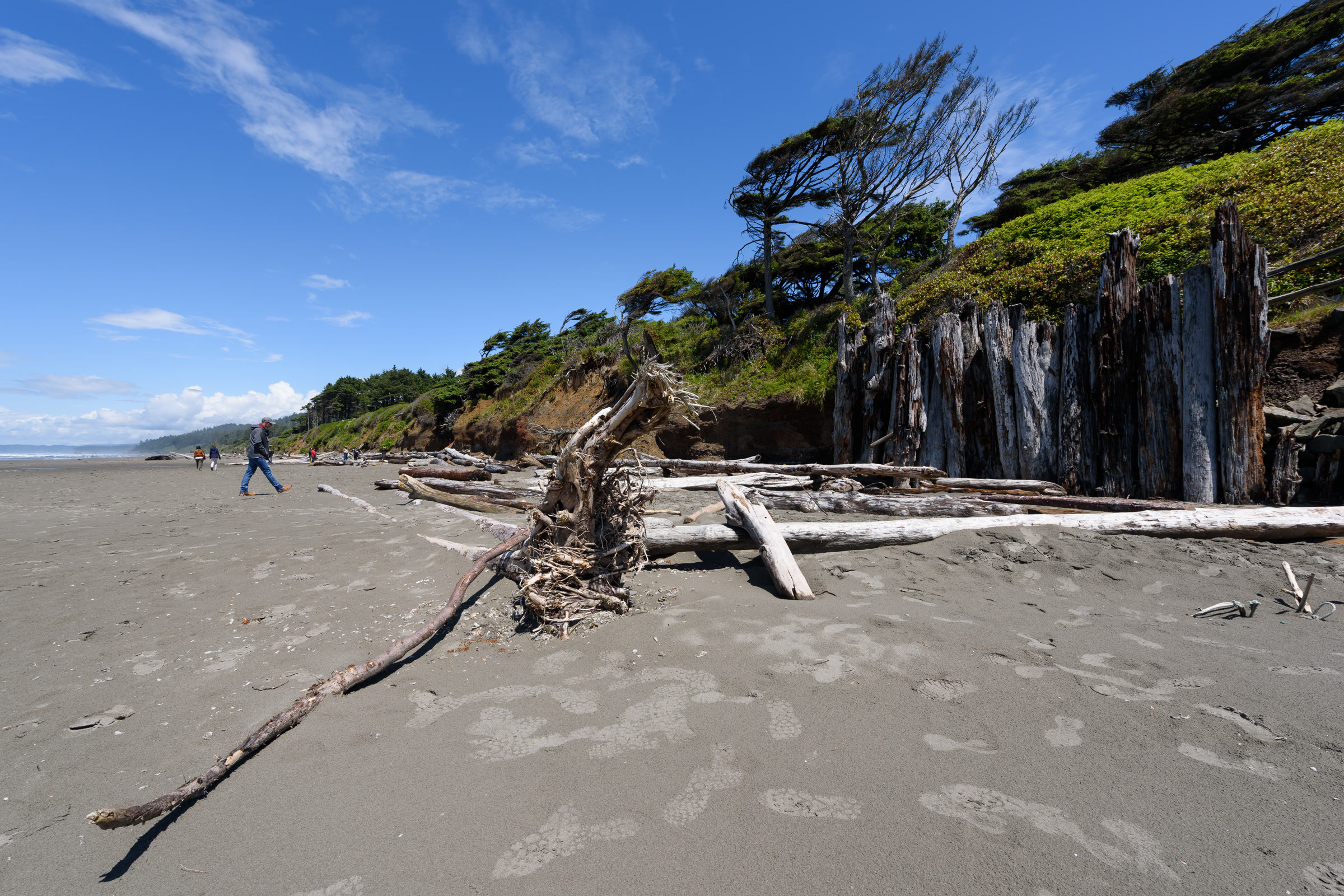 Grey snags and bare root wads along the foot of the eroding sandy bluff below Kalaloch Campground, with drift logs scattered on the beach