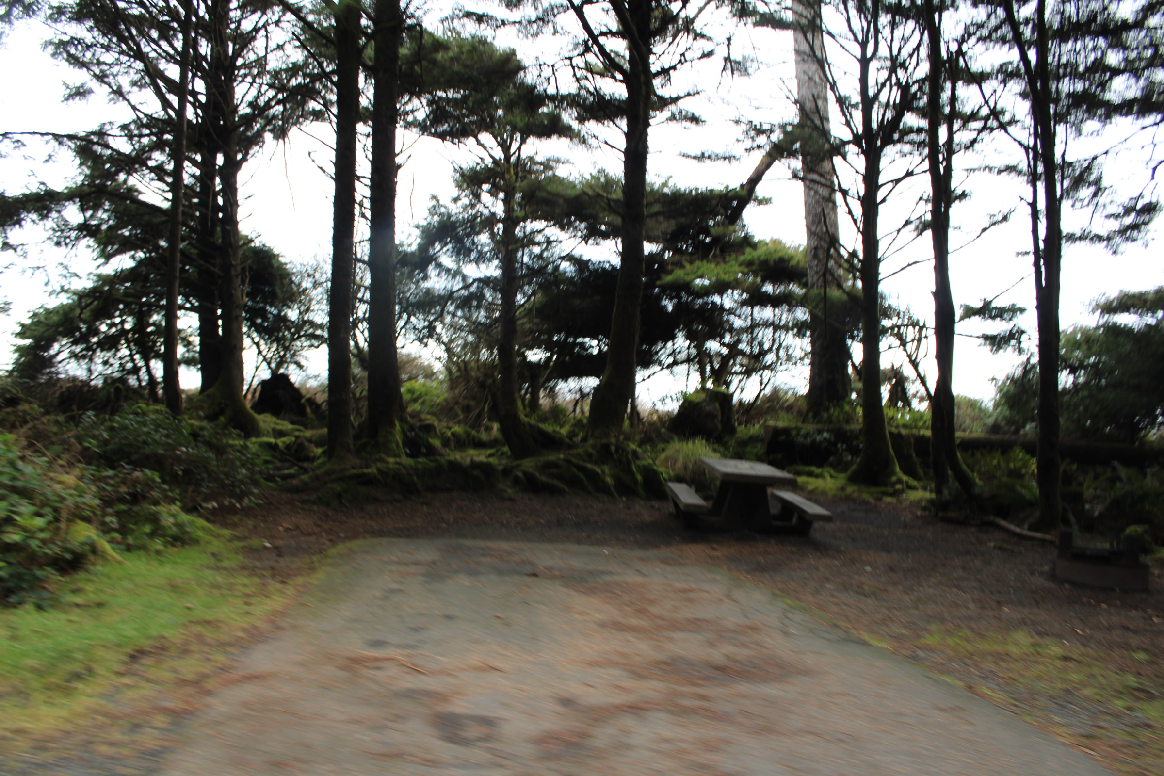 A paved campsite pad and picnic table beneath wind shaped coastal trees in a loop of Kalaloch Campground
