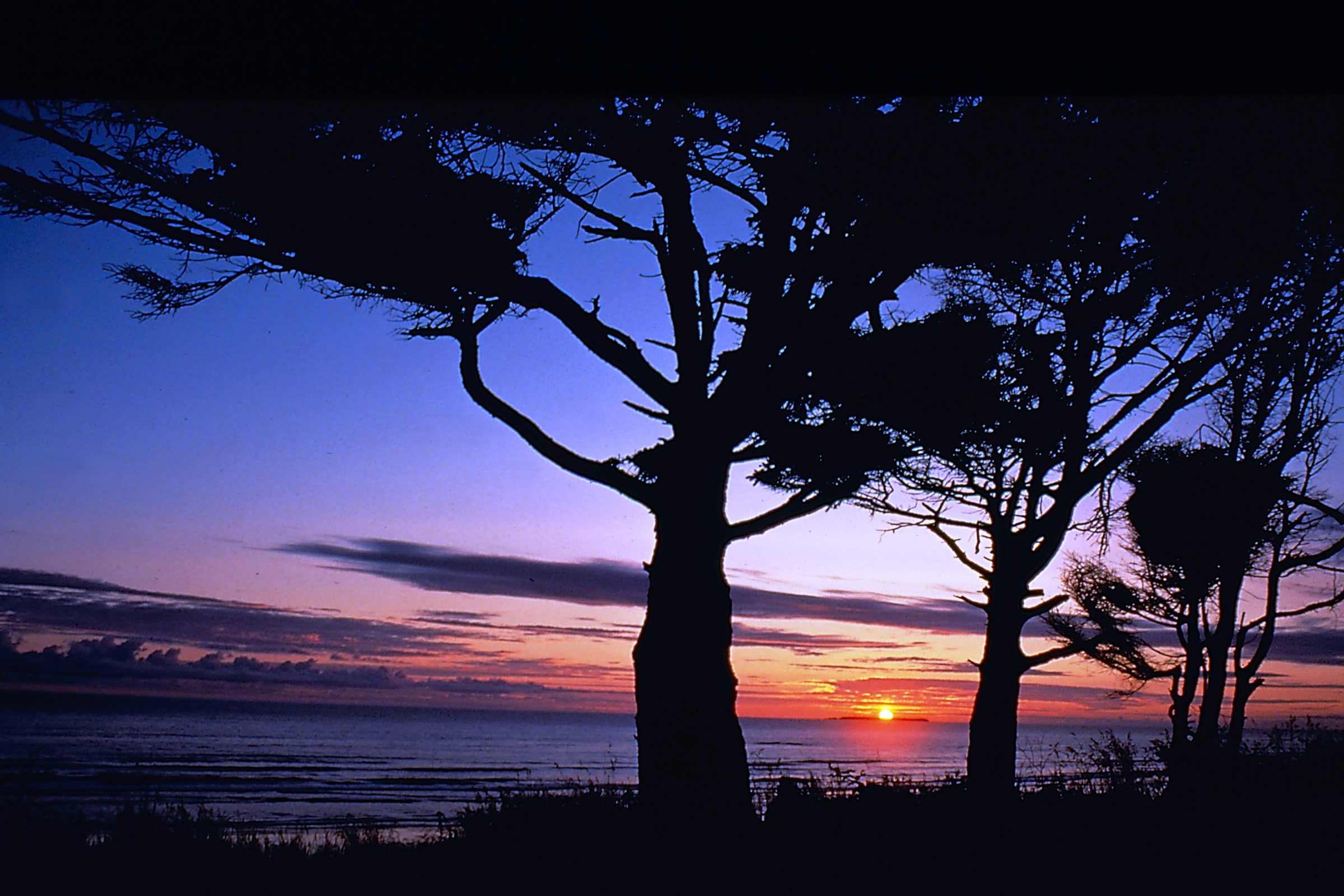 Wind-shaped coastal trees silhouetted against a purple and orange sunset over the Pacific at Kalaloch