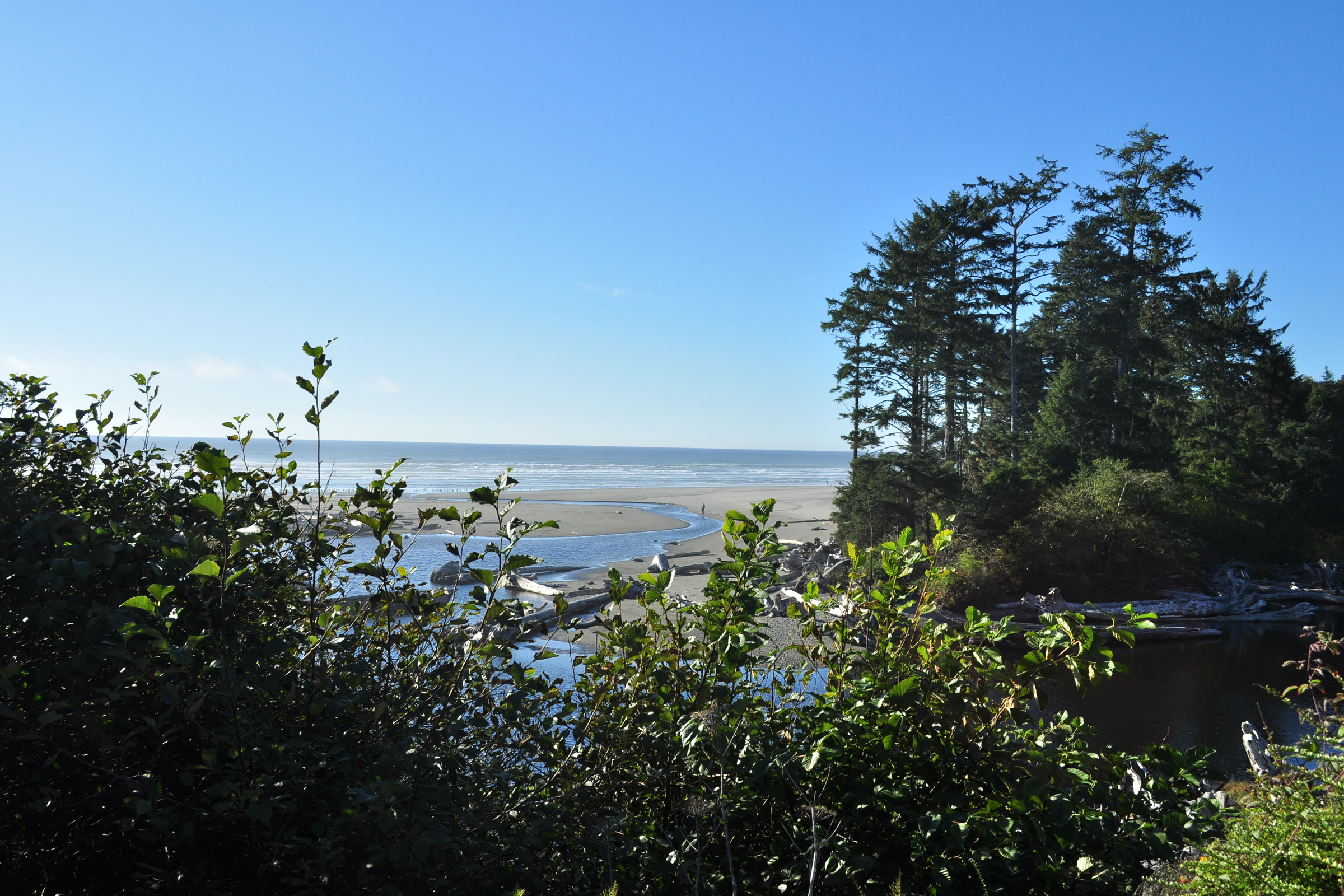 Kalaloch Creek winding through drift logs to the Pacific beside a forested headland under a clear blue sky