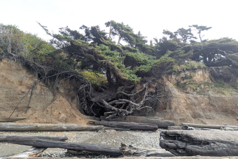 Kalaloch Tree of Life: A Spruce Hanging On