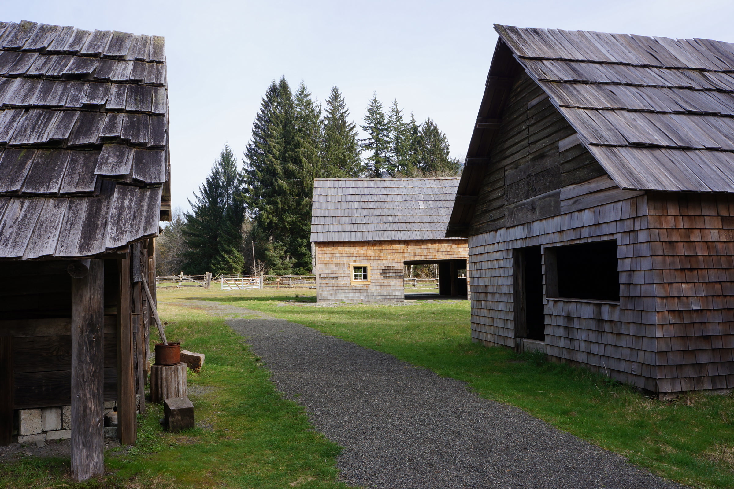 Weathered cedar-shingled outbuildings and a barn beside a gravel path at the Kestner Homestead in the Quinault valley
