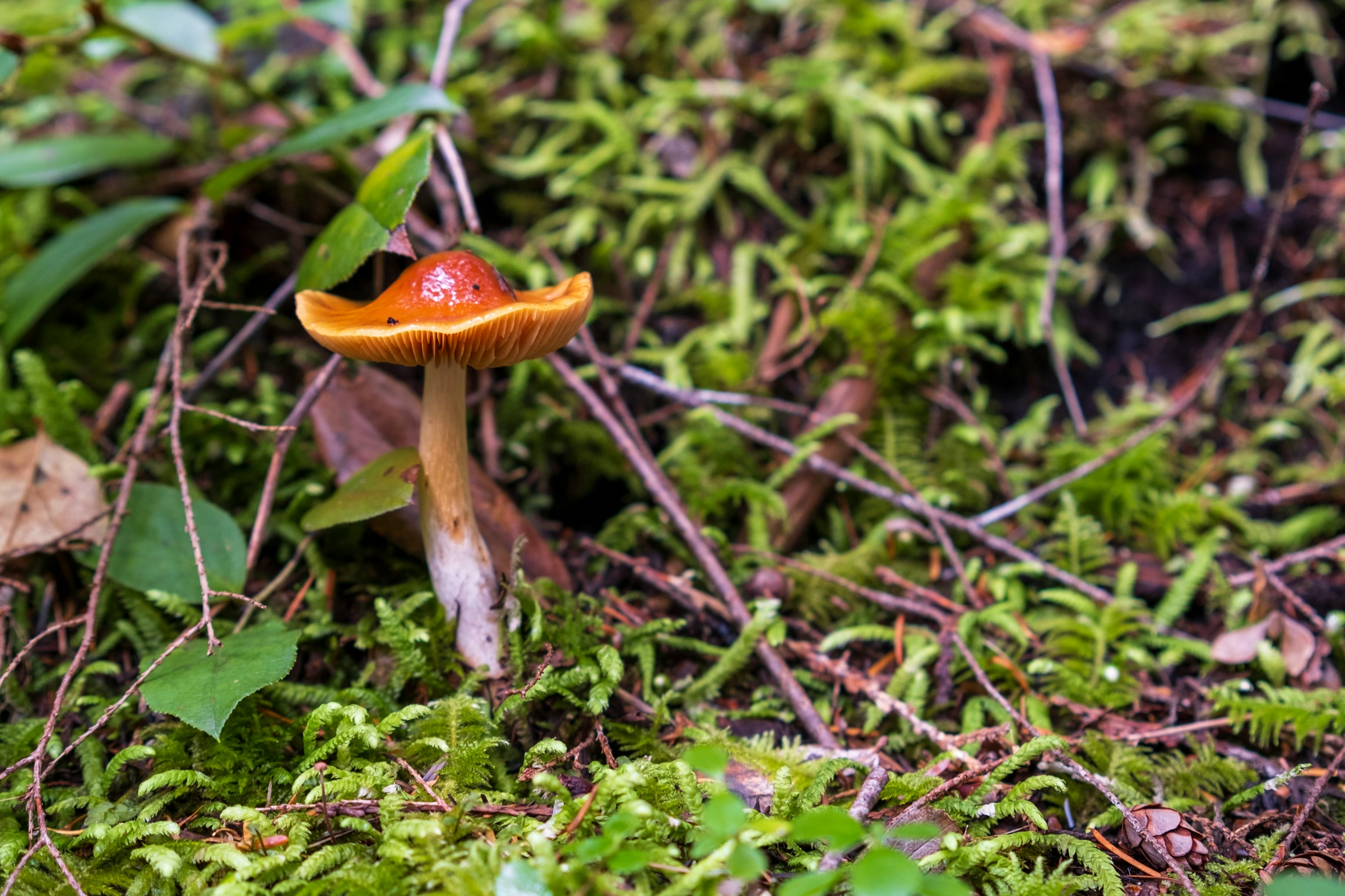 A small orange capped mushroom rising from bright green moss and twigs near Lake Angeles in Olympic National Park