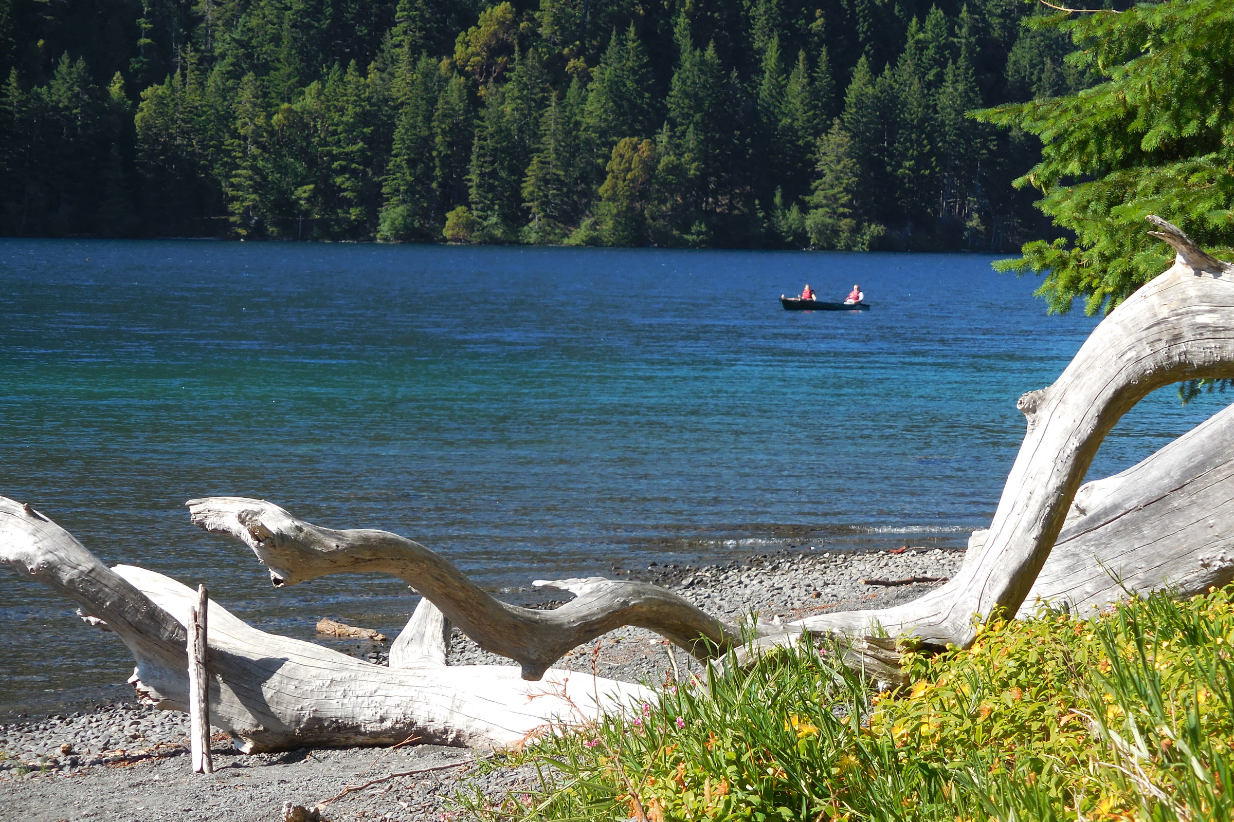 Bleached driftwood on a pebble beach at Lake Crescent, with a canoe out on clear blue water beyond