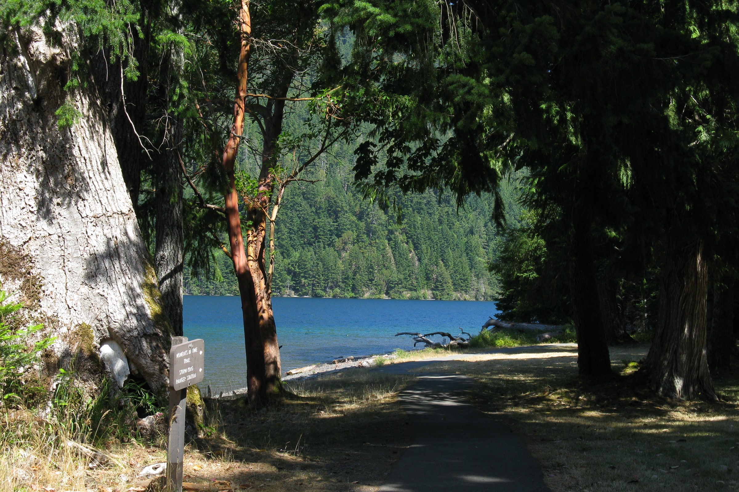 Shaded lakeshore path at Lake Crescent with a small wooden trail sign beside a large tree and blue water beyond