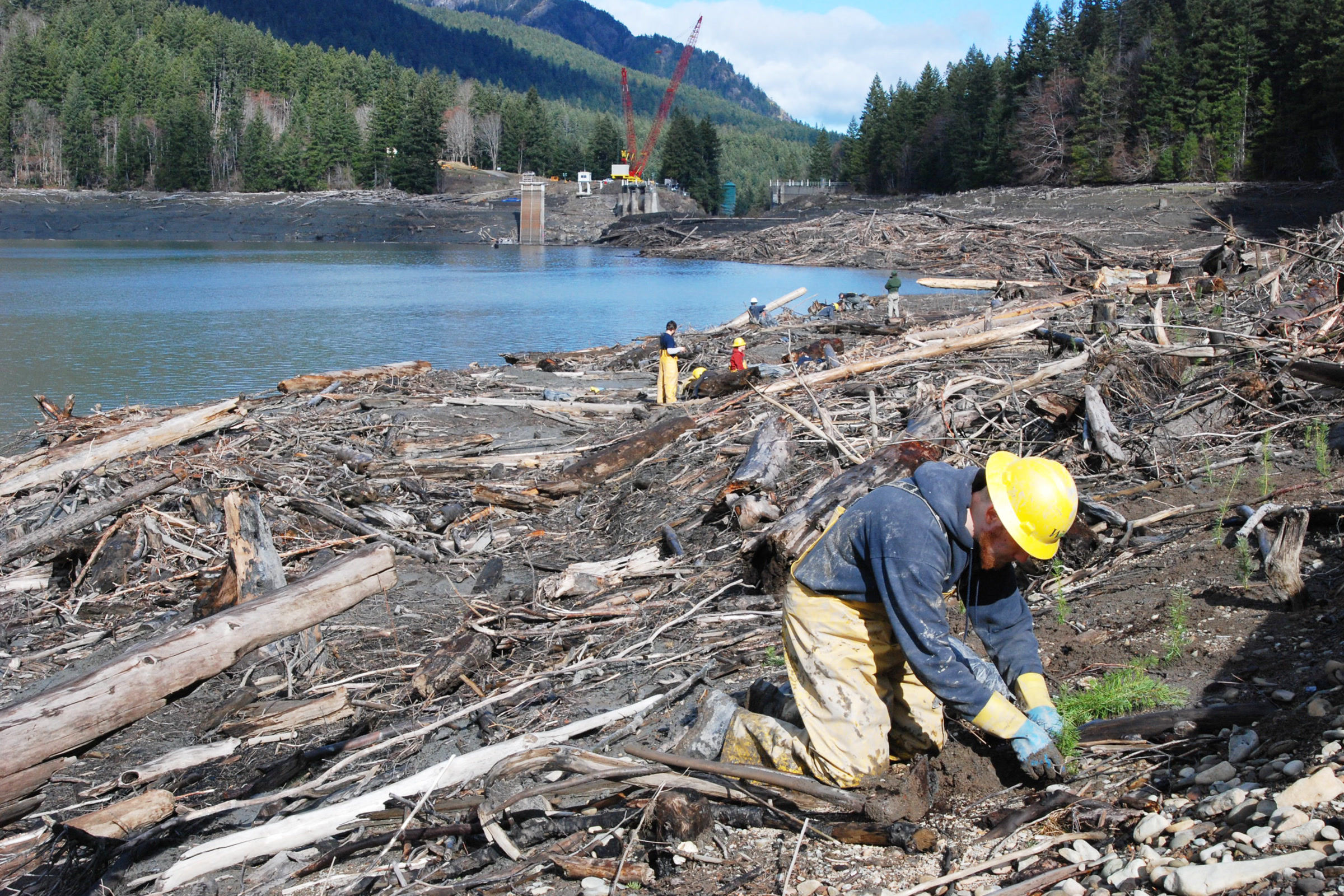 A worker in a yellow hard hat kneels to plant a seedling among driftwood logs on the exposed bed of the former Lake Mills
