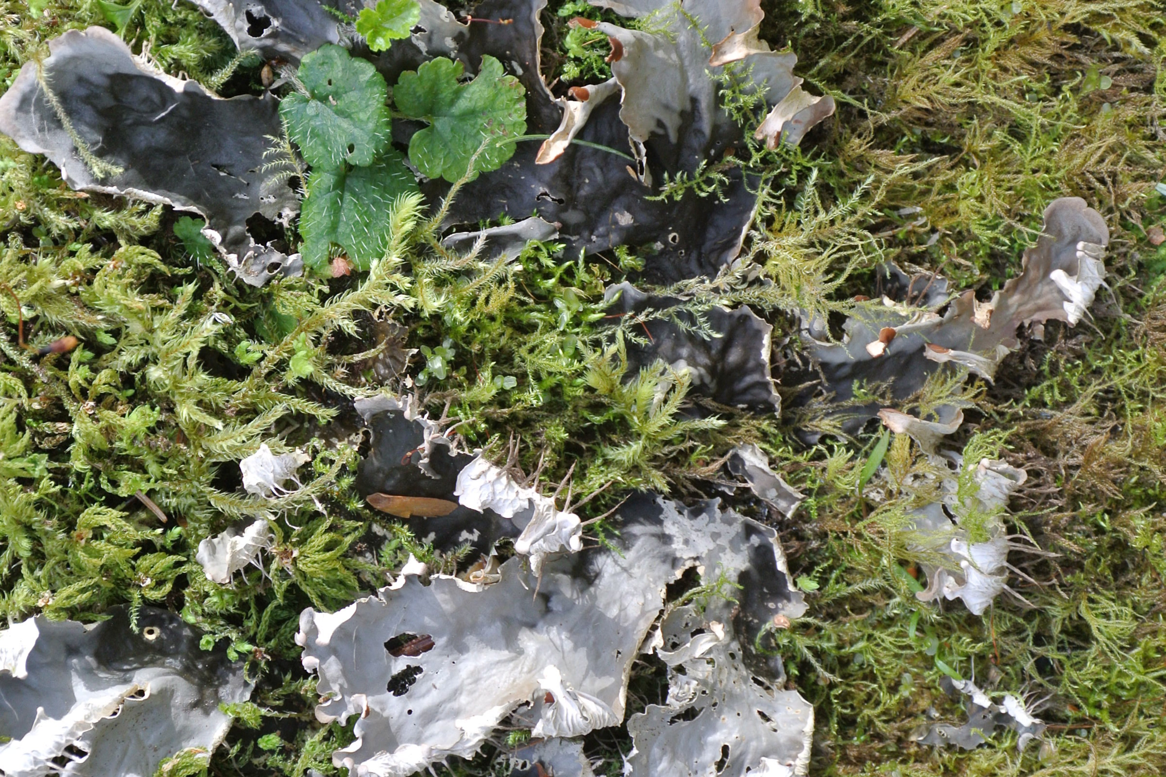 Grey leafy lichen lobes lying among green moss and small leaves on the forest floor of the Hoh Rain Forest