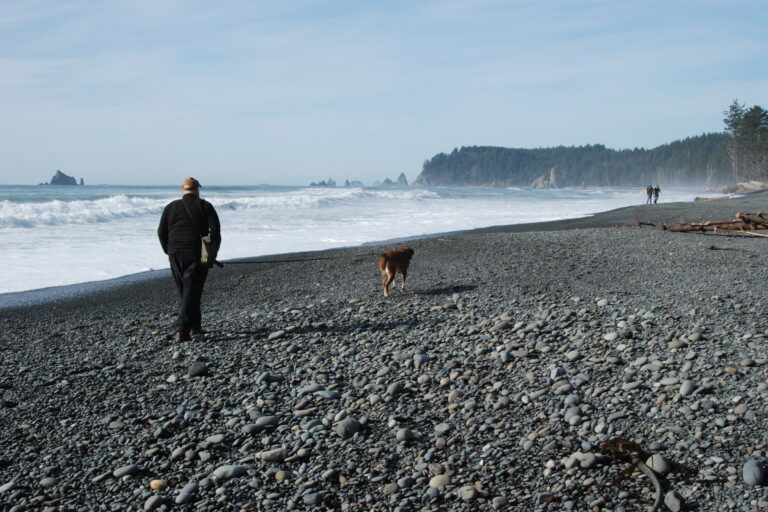 Dogs in Olympic National Park: Where Pets Can Go