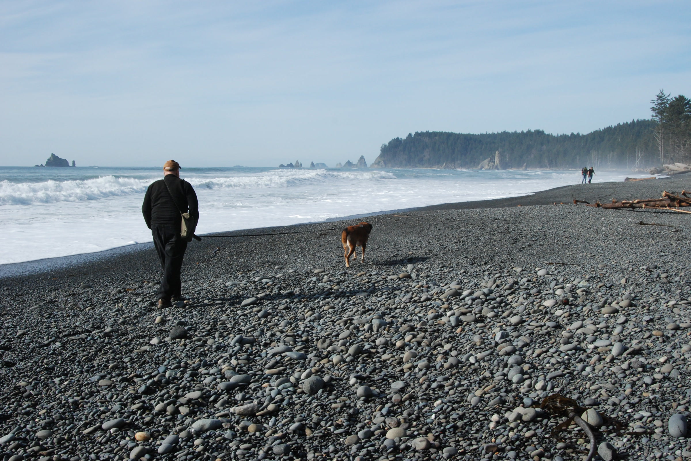 A visitor walking a brown dog on a long leash across the grey cobbles of Rialto Beach, with surf and sea stacks beyond
