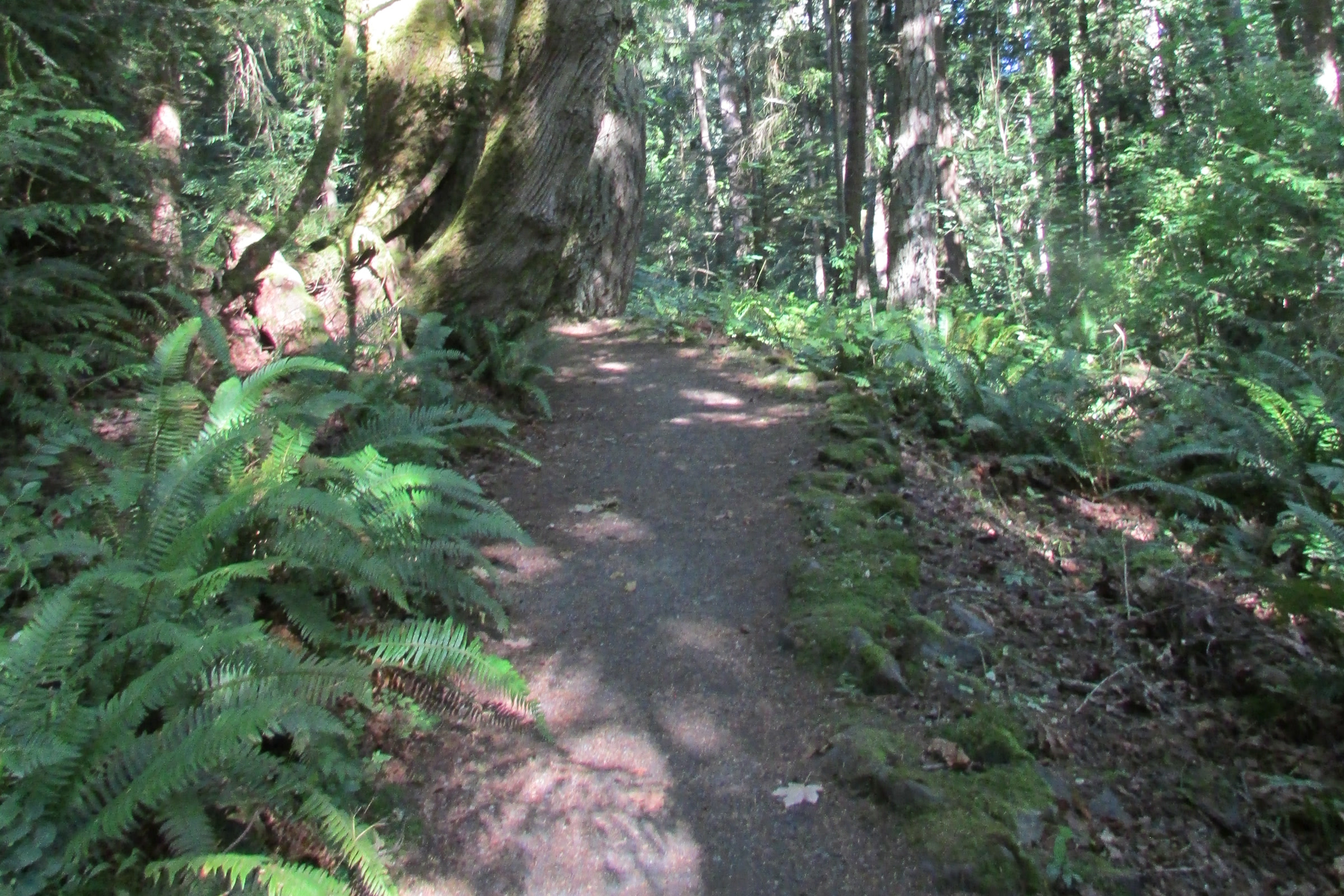 A narrow gravel path runs past the mossy base of a large tree and through sword ferns on the Living Forest Trail beside the visitor center