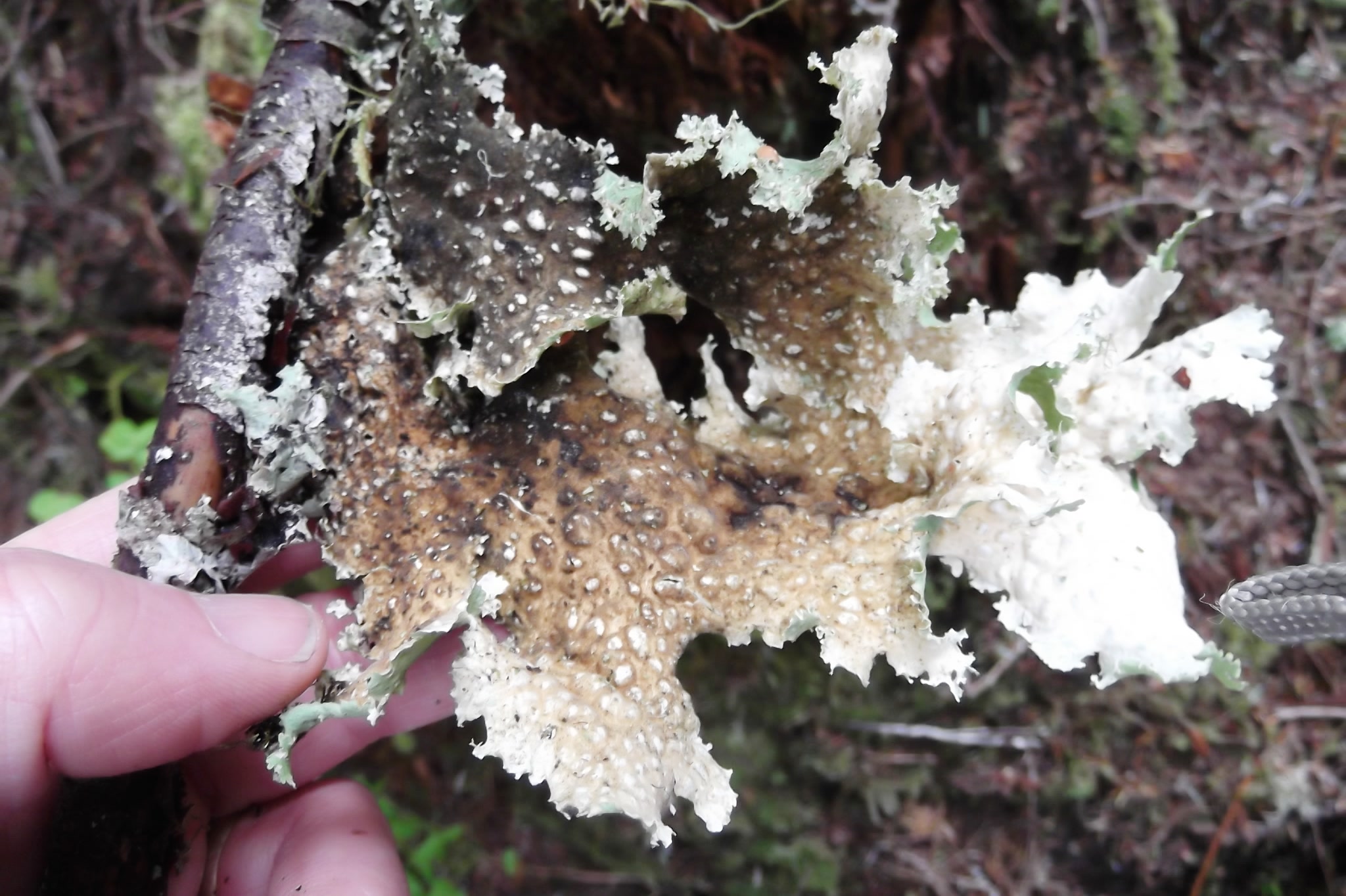 A hand holding a fallen twig with a ruffled, pale green and brown lobe of Oregon lungwort lichen, Lobaria oregana, at Mount Rainier National Park